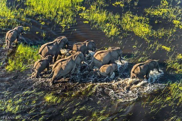 Save The Okavango