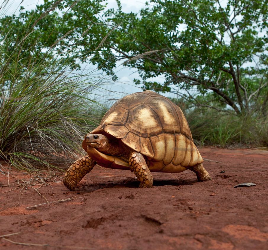 Rescued Ploughshare Tortoises