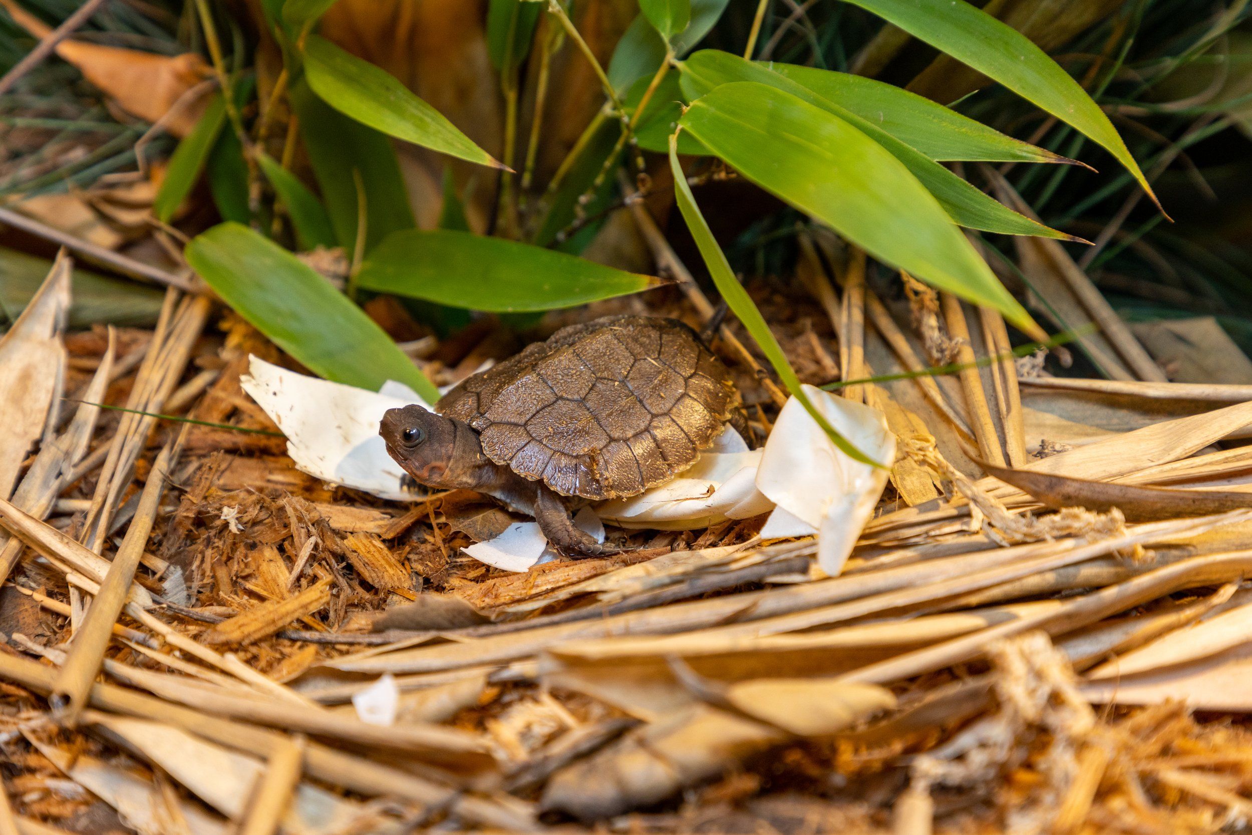 First Ever Sulawesi Forest Turtle Hatched at the Turtle Conservancy