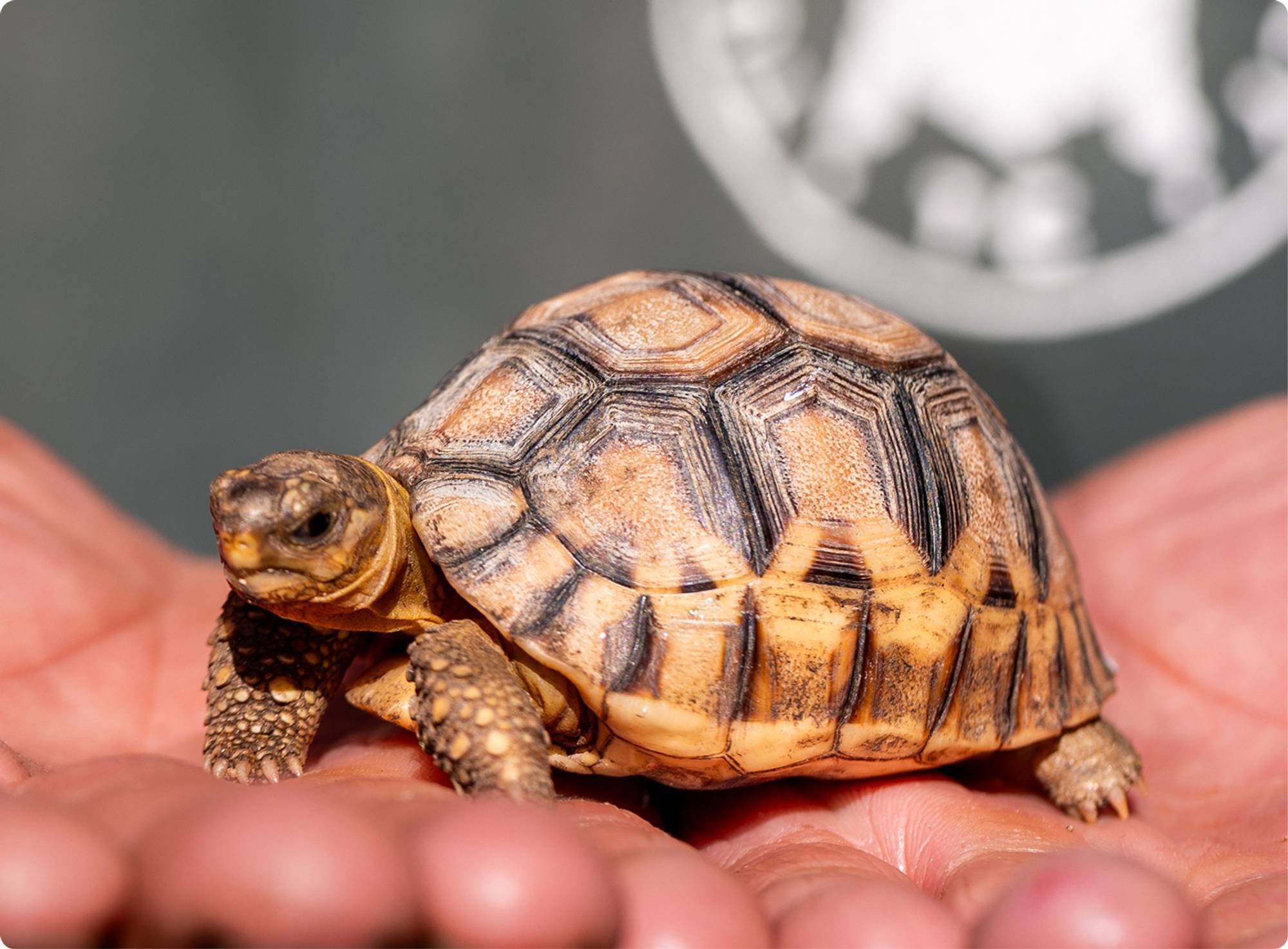 How We Protect The Species
