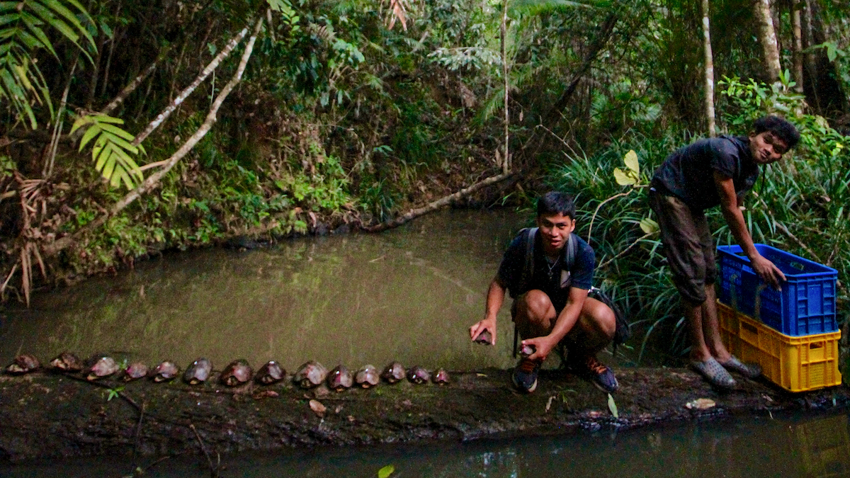 Saving the Imperiled Palawan Forest Turtle