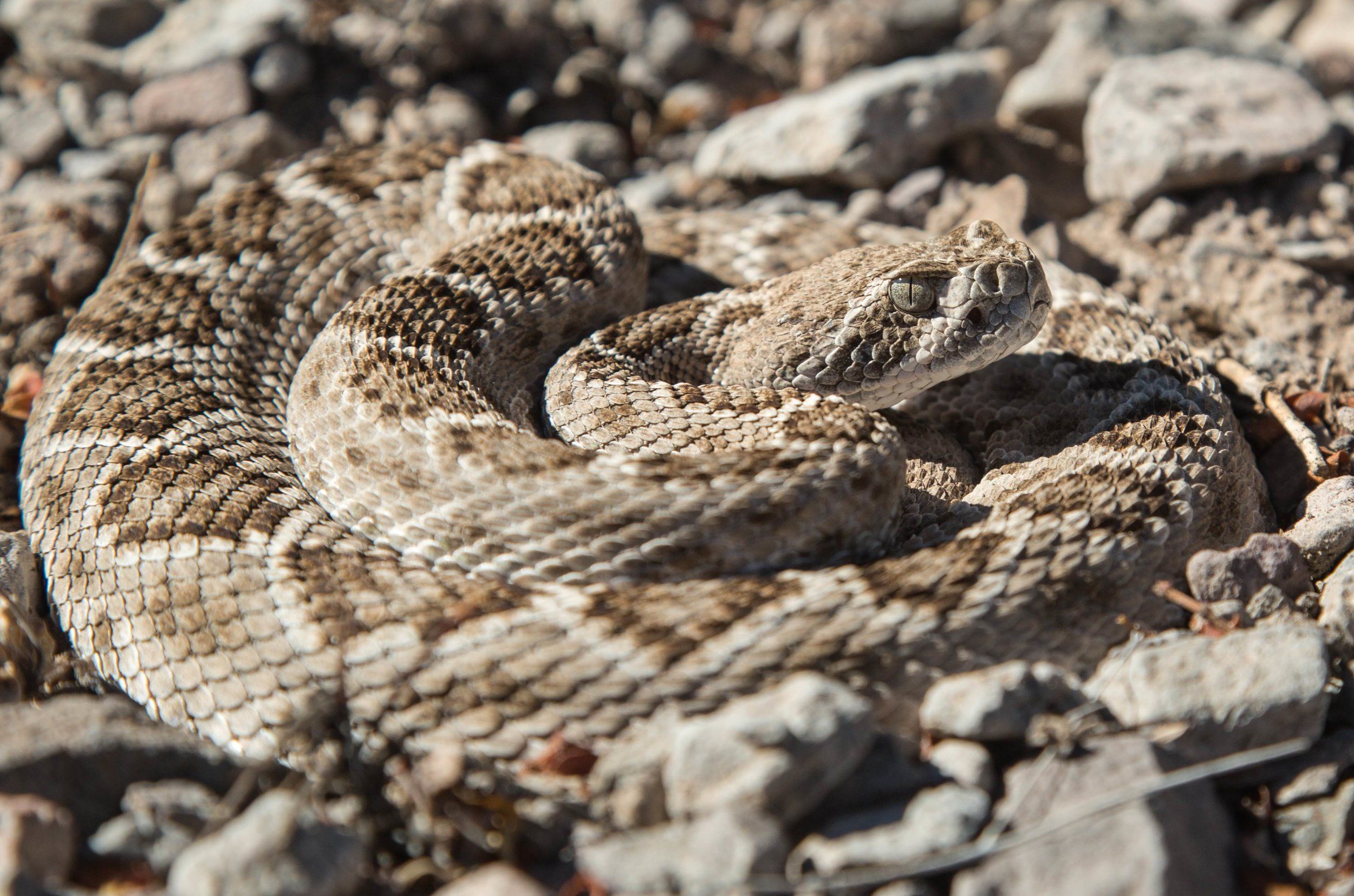 Bolson Tortoise Preserve Update