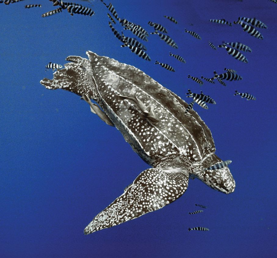 Leatherback Sea Turtle