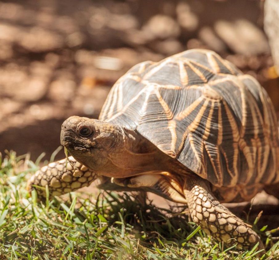 Burmese Star Tortoise