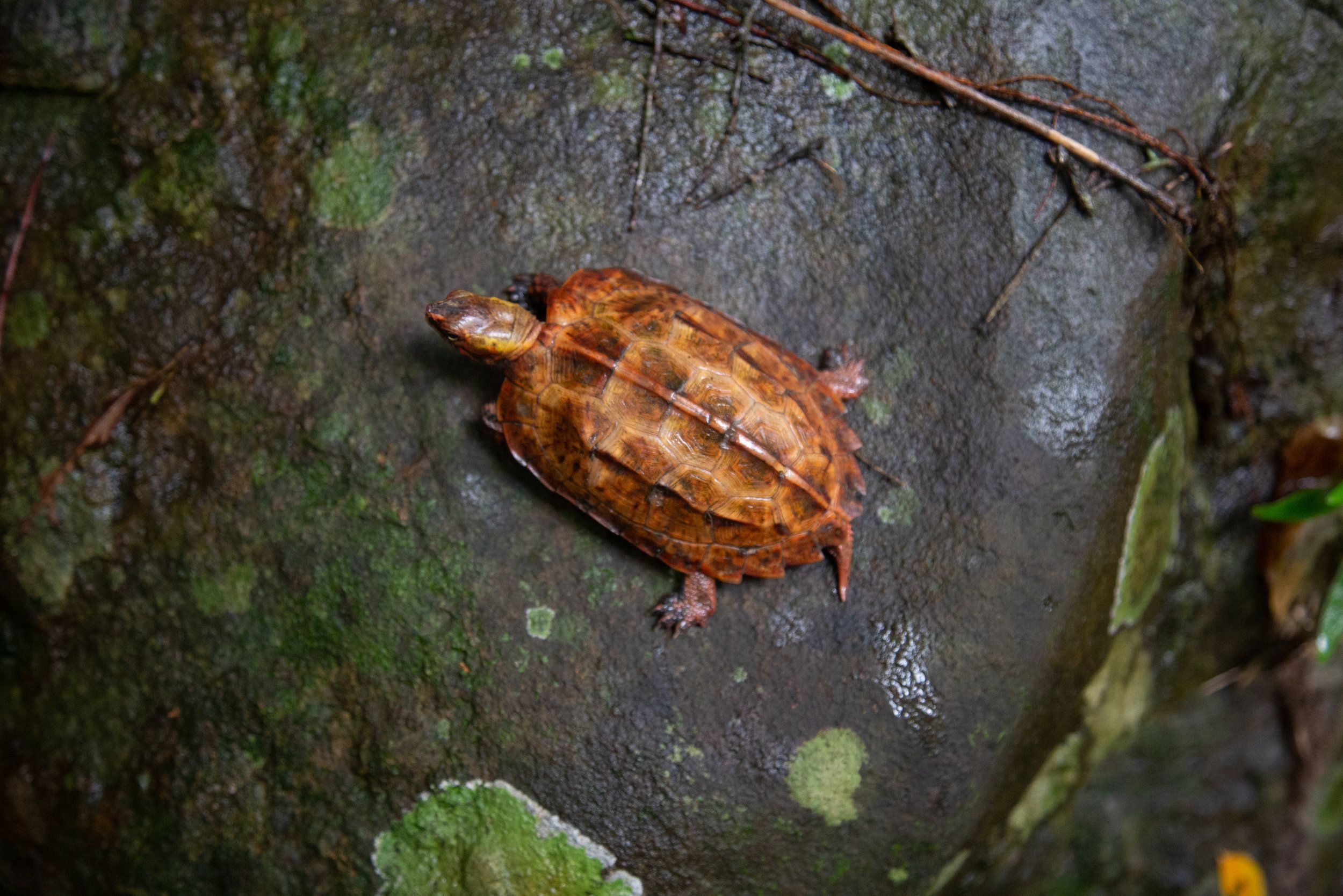 In Search of the Ryukyu Black-Breasted Leaf Turtle