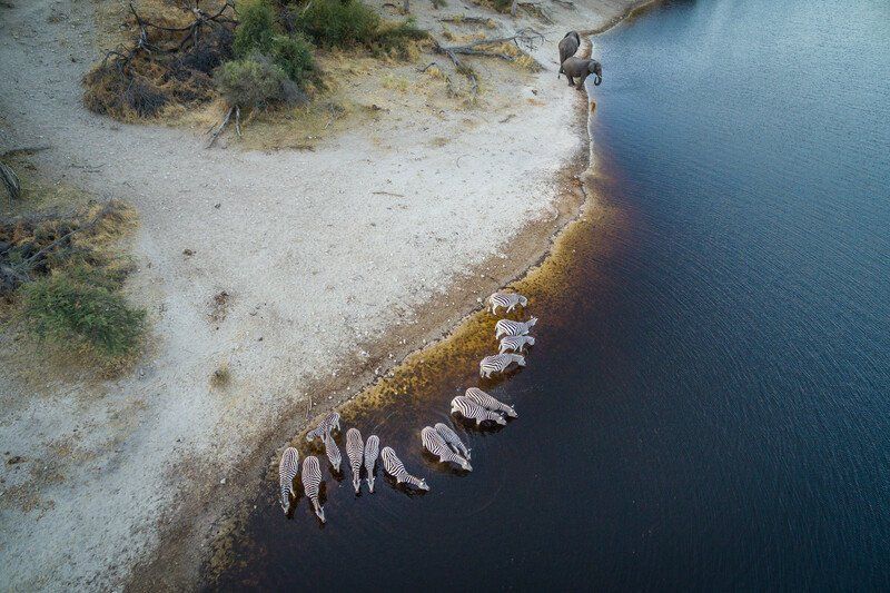 Save The Okavango