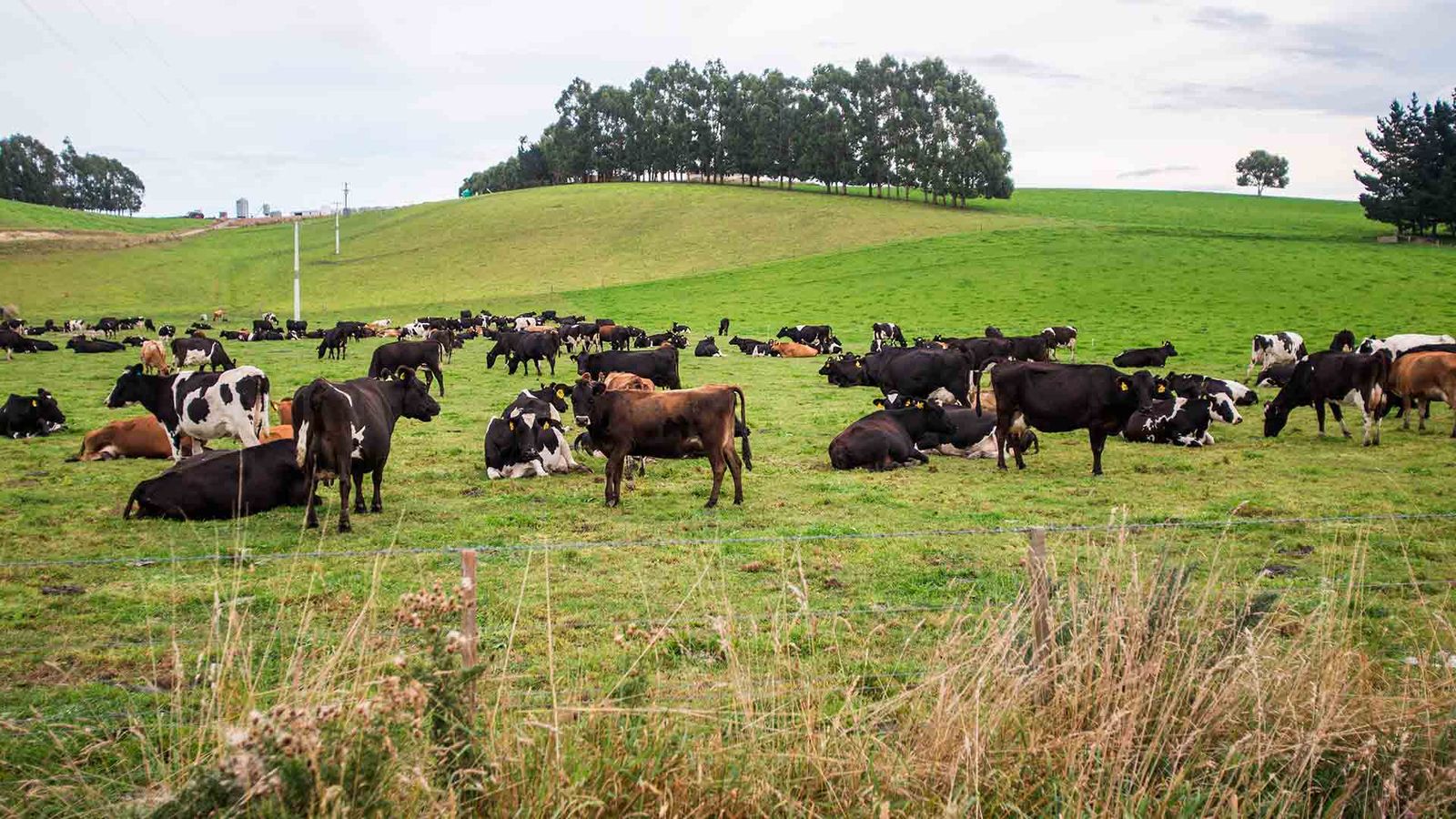Vacas lecheras en potrero