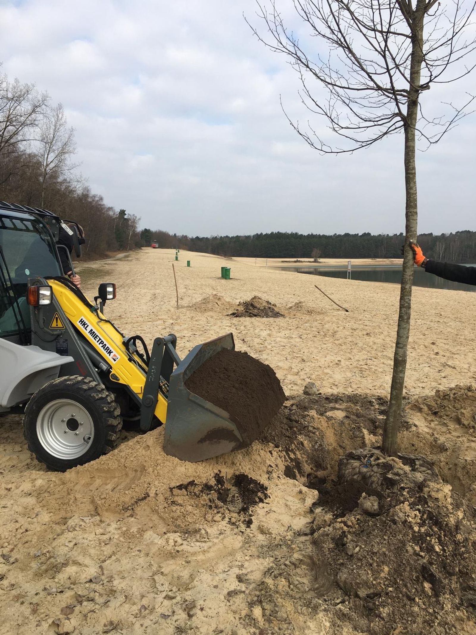 Trees planted at Silbersee II as part of Deborah Ligorio’s artwork Take Your Time, for Ruhr, Ding: Klima 2021.