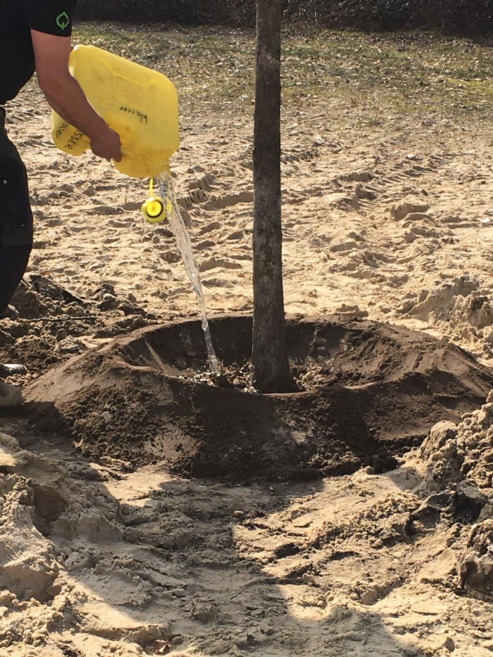 Trees planted at Silbersee II as part of Deborah Ligorio’s artwork Take Your Time, for Ruhr, Ding: Klima 2021.
