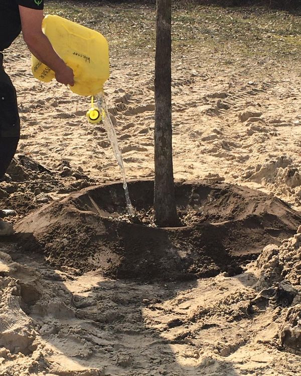 Trees planted at Silbersee II as part of Deborah Ligorio’s artwork Take Your Time, for Ruhr, Ding: Klima 2021.