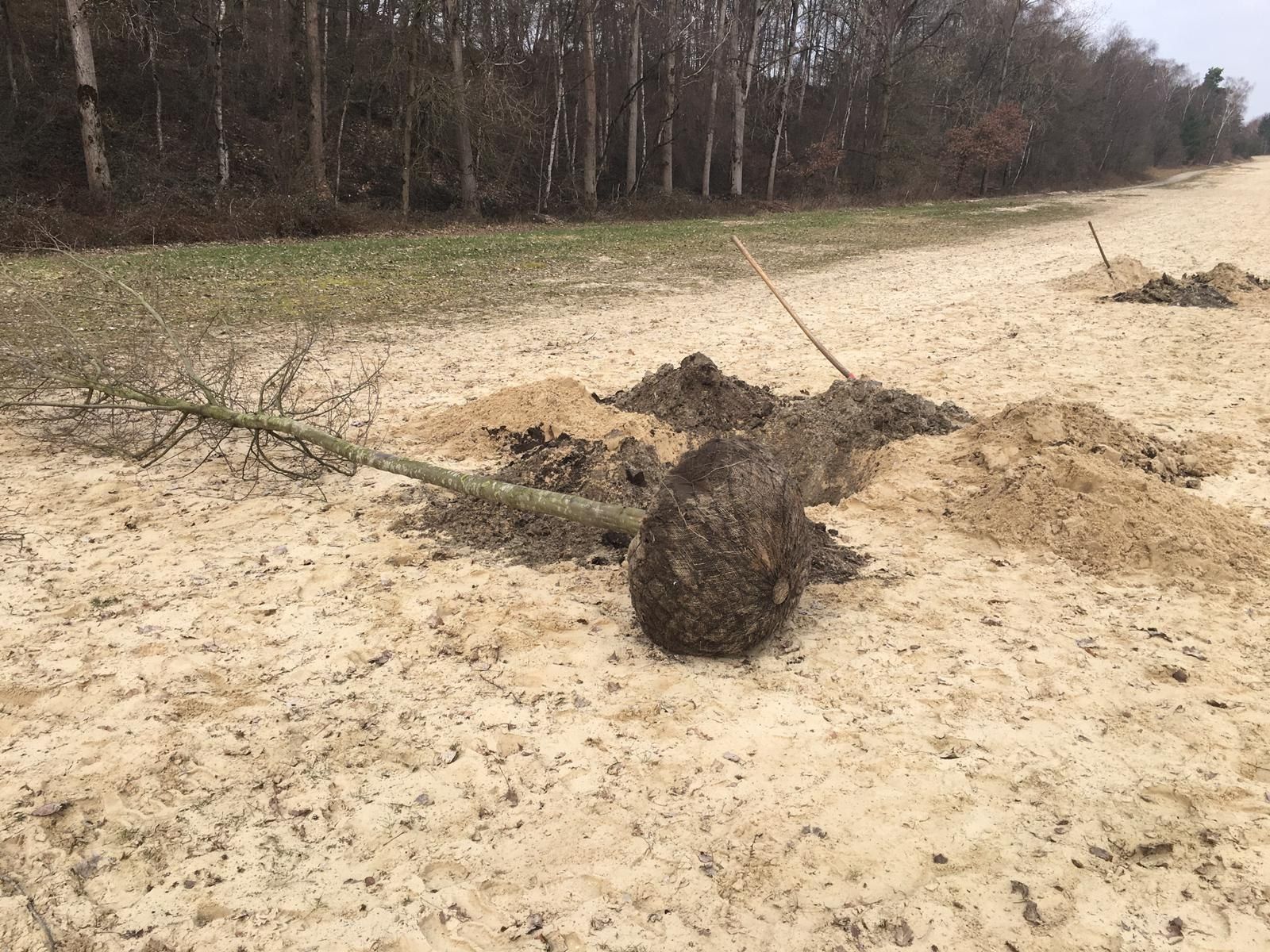 Trees planted at Silbersee II as part of Deborah Ligorio’s artwork Take Your Time, for Ruhr, Ding: Klima 2021.