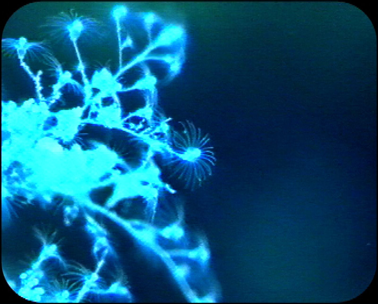 Deborah Ligorio, Migrazioni, 2007. Video still.