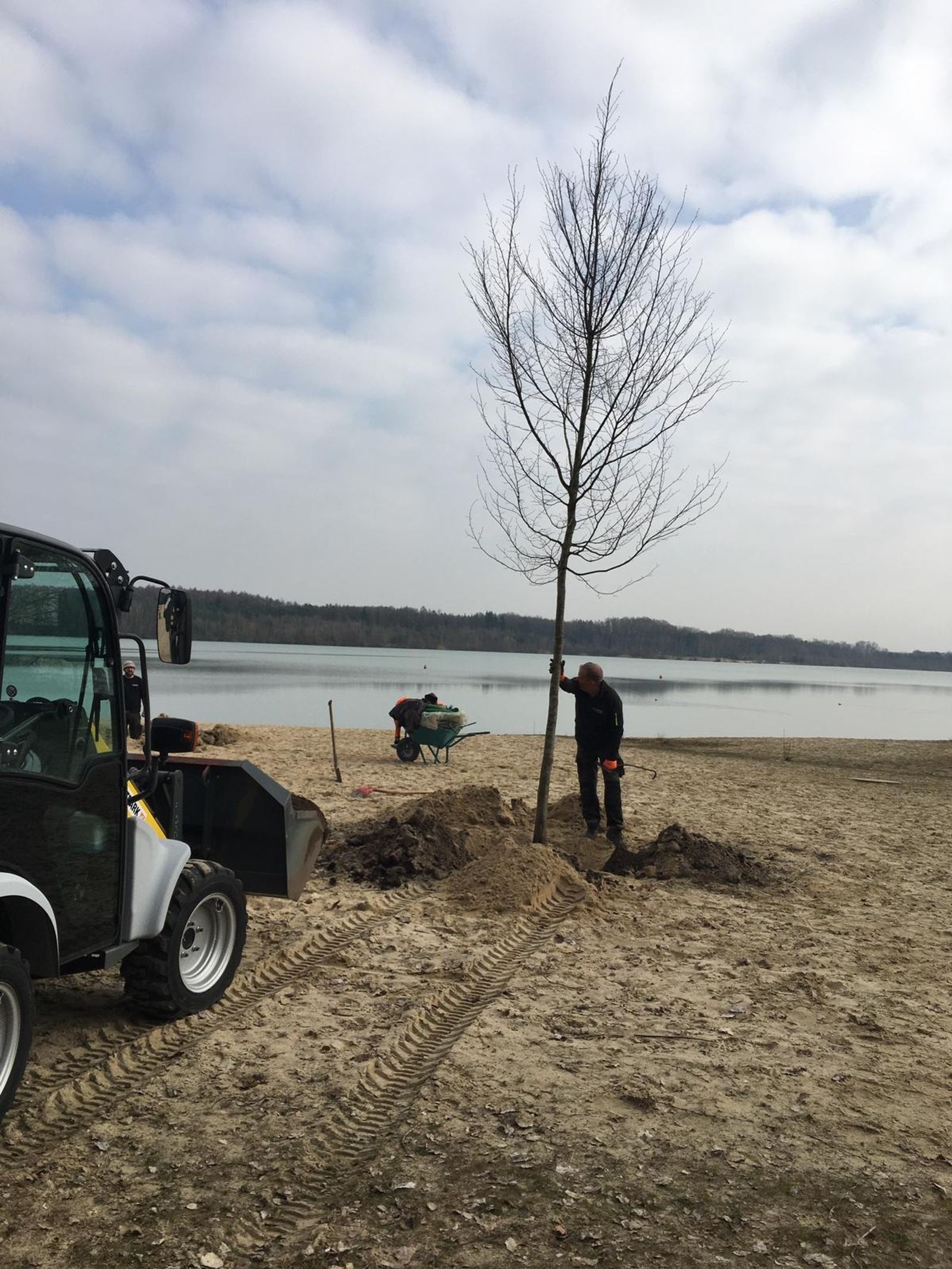 Trees planted at Silbersee II as part of Deborah Ligorio’s artwork Take Your Time, for Ruhr, Ding: Klima 2021.