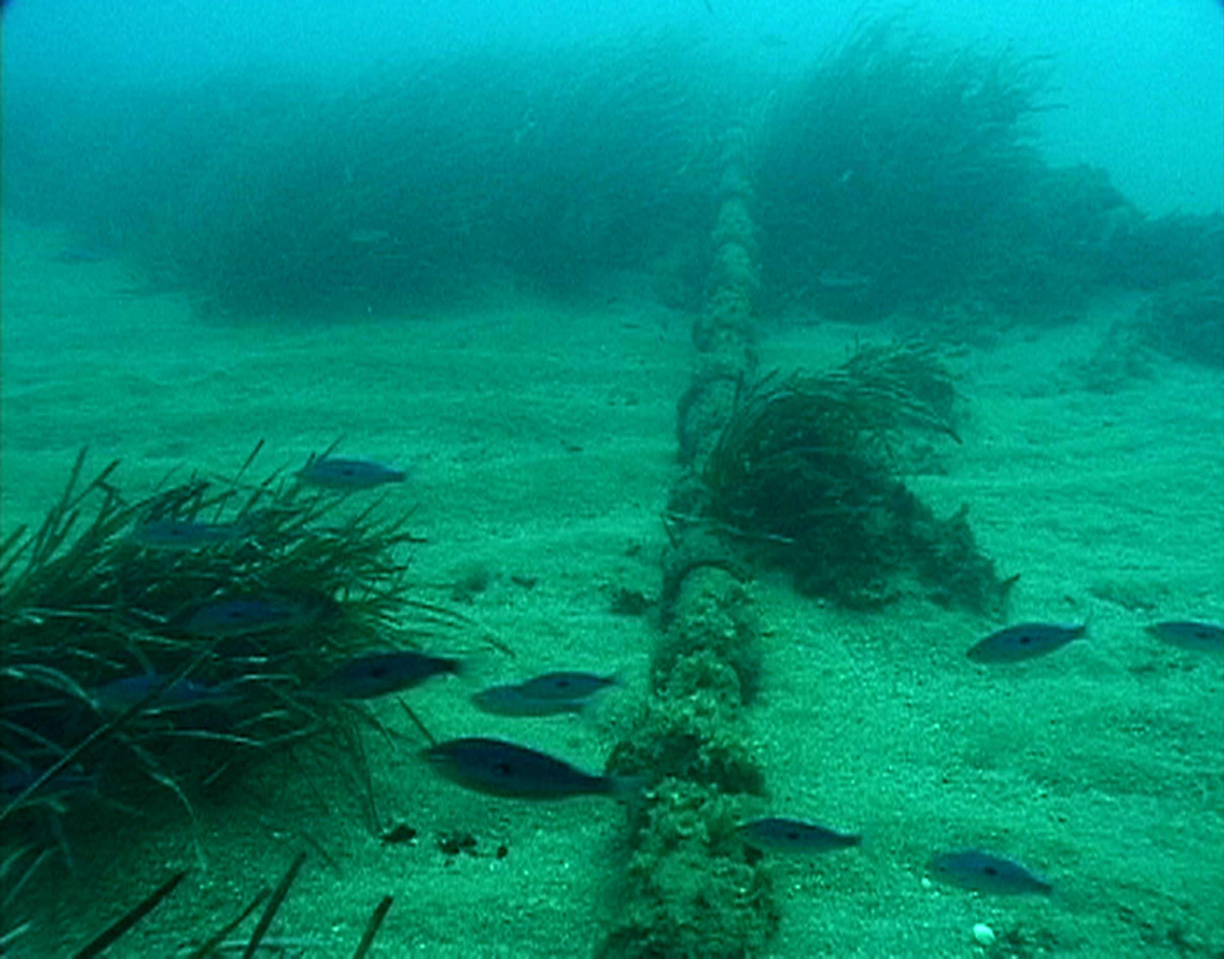 Deborah Ligorio, Wired Under Water, 1999, video, 5 min