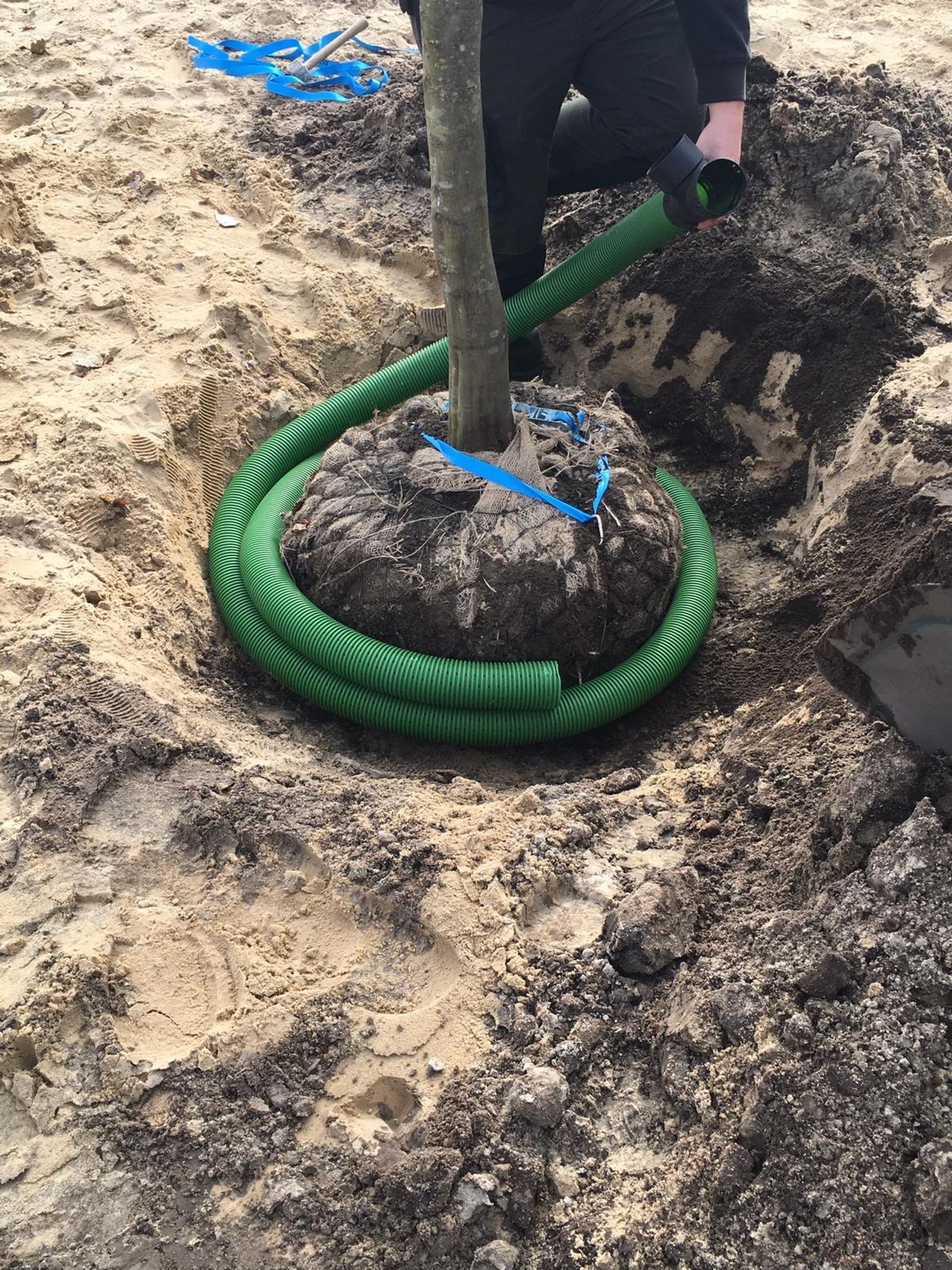 Trees planted at Silbersee II as part of Deborah Ligorio’s artwork Take Your Time, for Ruhr, Ding: Klima 2021.