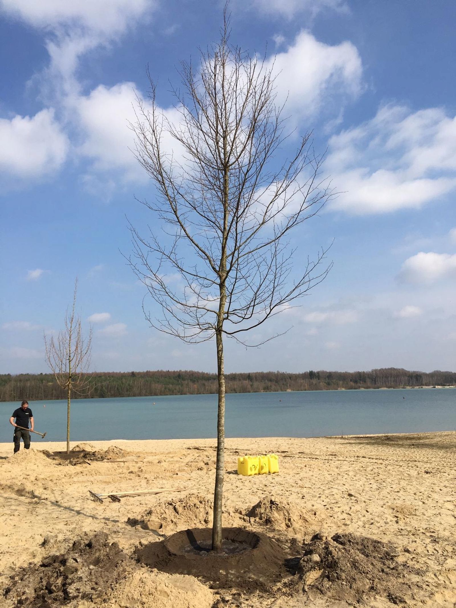 Trees planted at Silbersee II as part of Deborah Ligorio’s artwork Take Your Time, for Ruhr, Ding: Klima 2021.