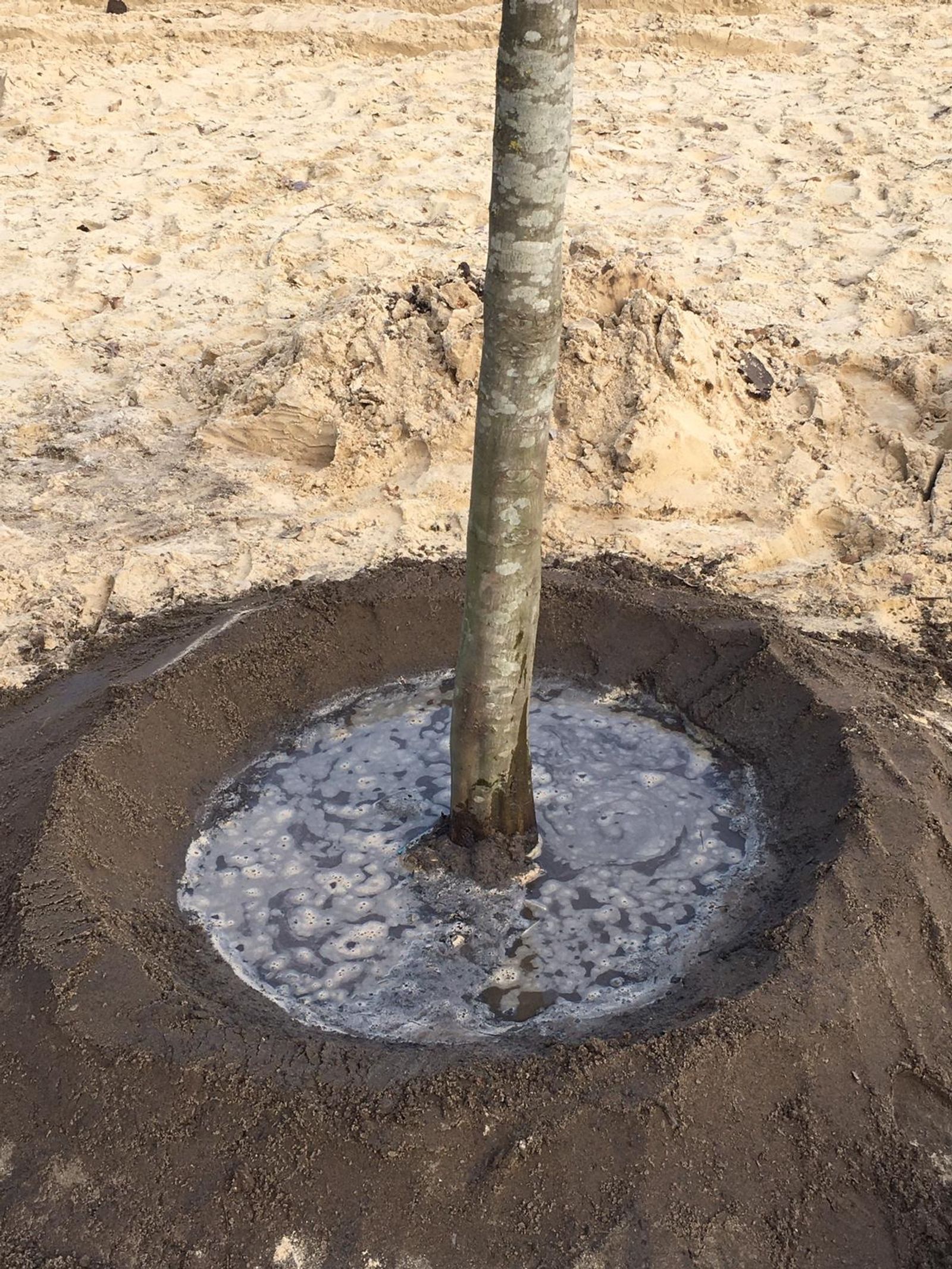 Trees planted at Silbersee II as part of Deborah Ligorio’s artwork Take Your Time, for Ruhr, Ding: Klima 2021.