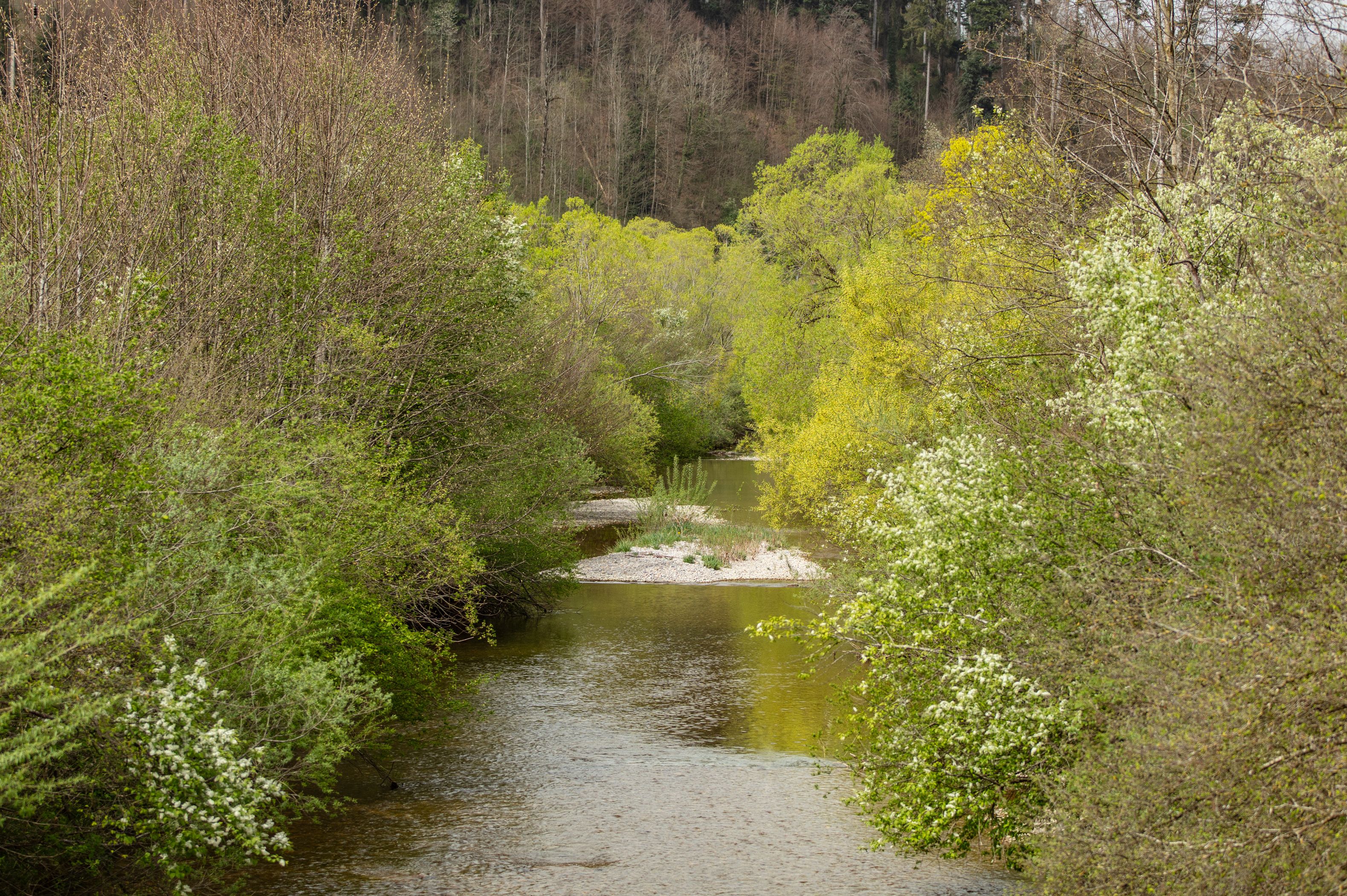 Sicht auf den Fluss Töss in Bauma-Saland