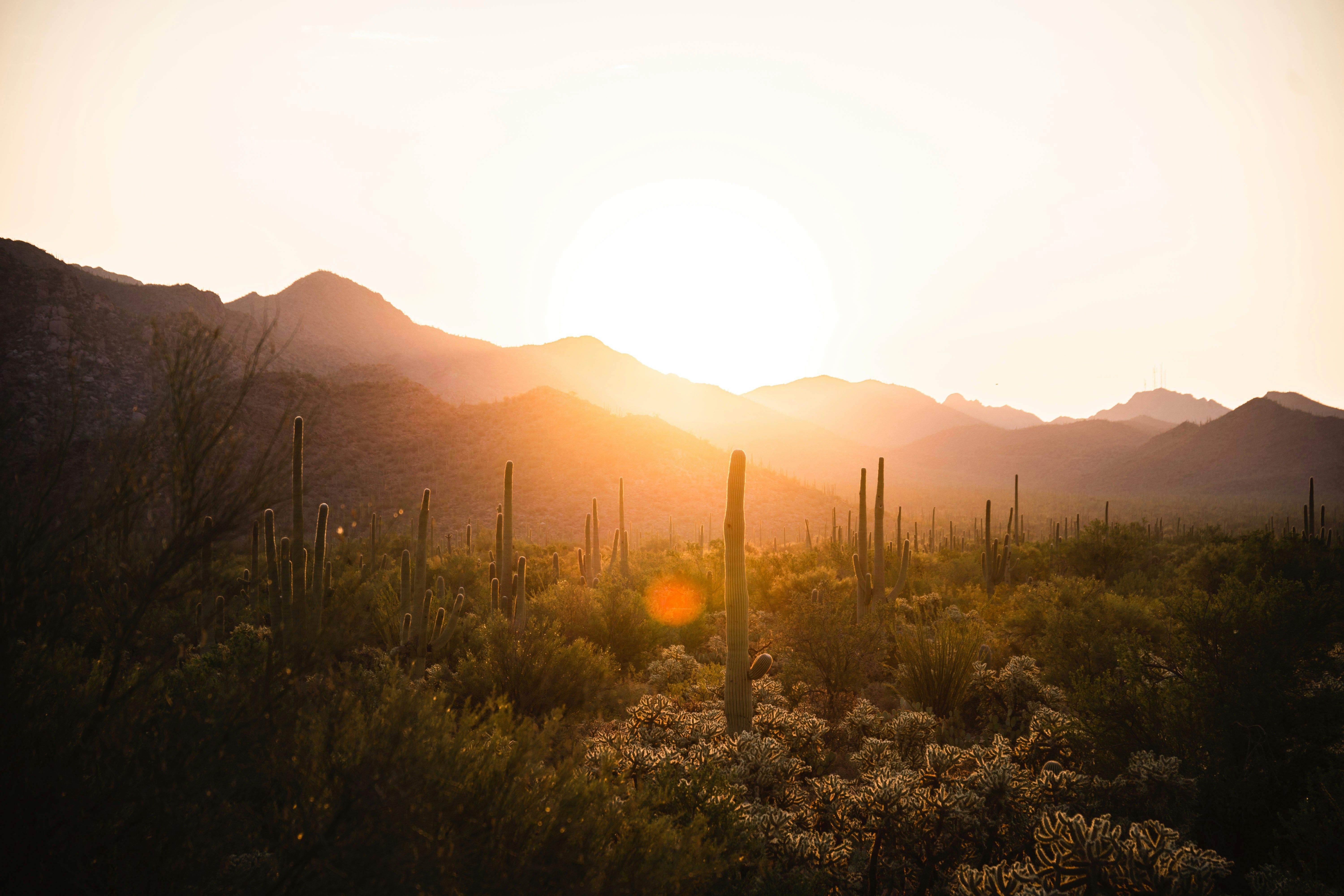 Arizona desert conference banner for Elysian's speaking role at the IACP 2026 Annual Conference