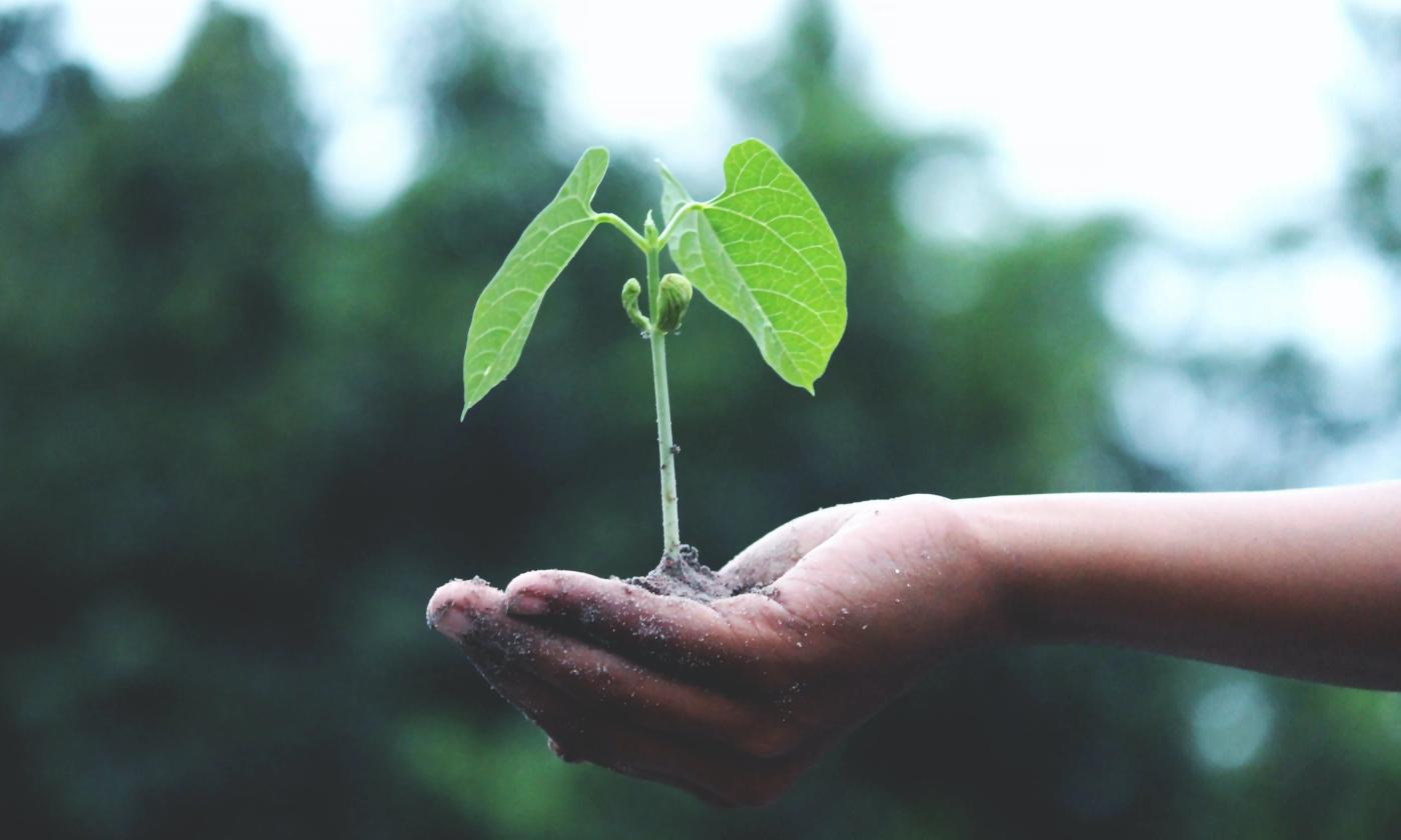 The main image for this comundo blog post about ESG reporting in 2024 is a close-up photo of a hand. In the hand is a sprouting plant and in the background we can make out some trees, although they are very blurry