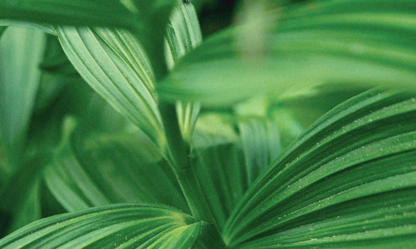 An extreme close-up of a lush green plant