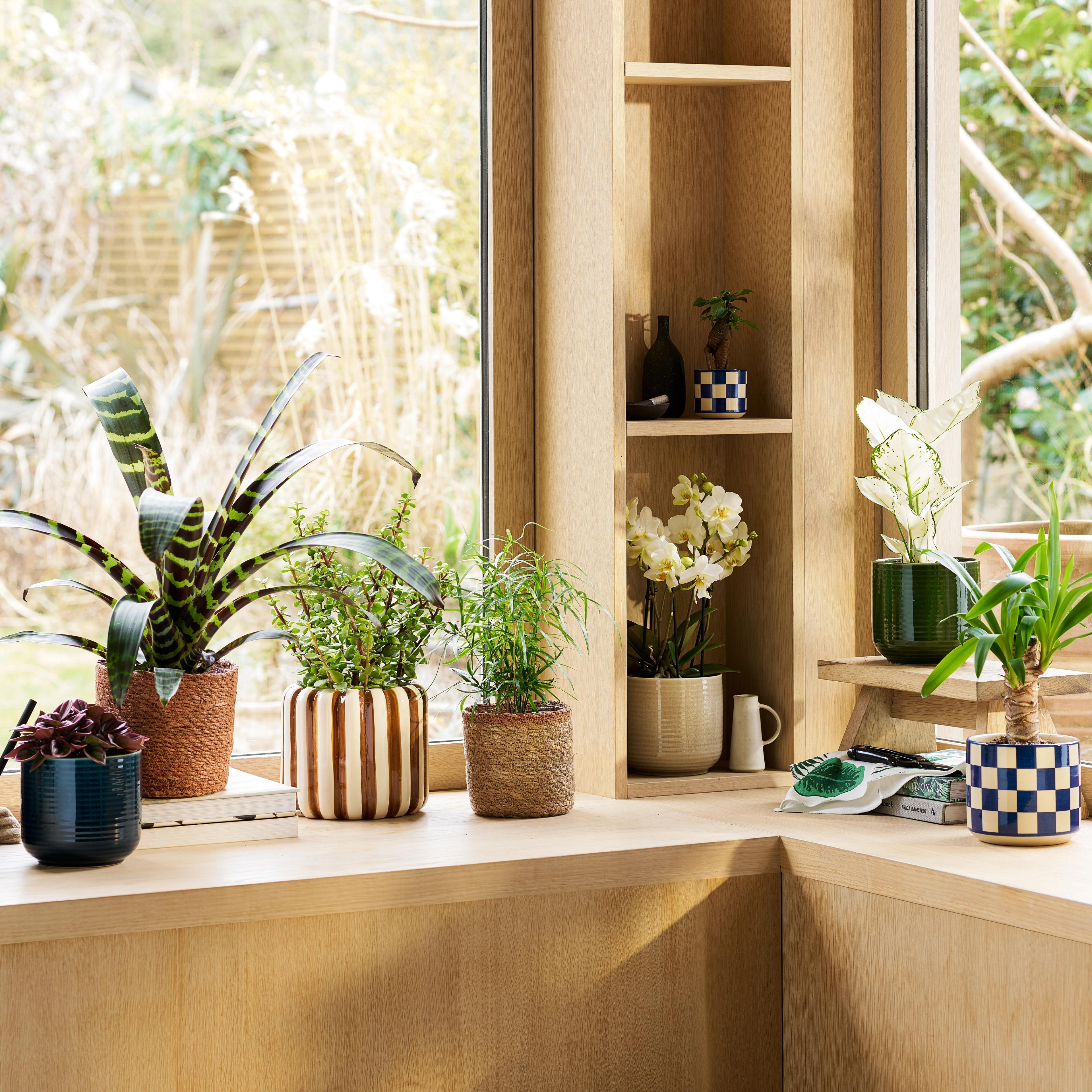 Patch Plants Friend and Family Discount