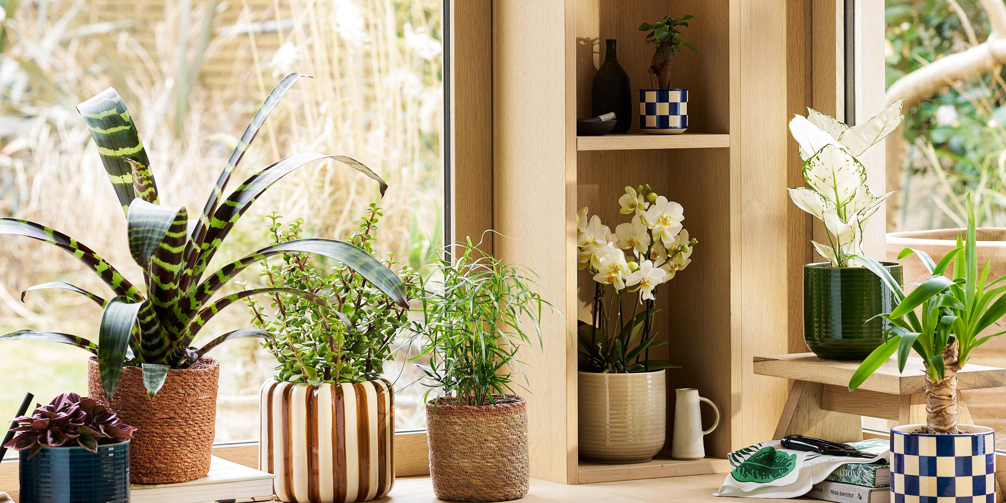 Patch Plants Friend and Family Discount