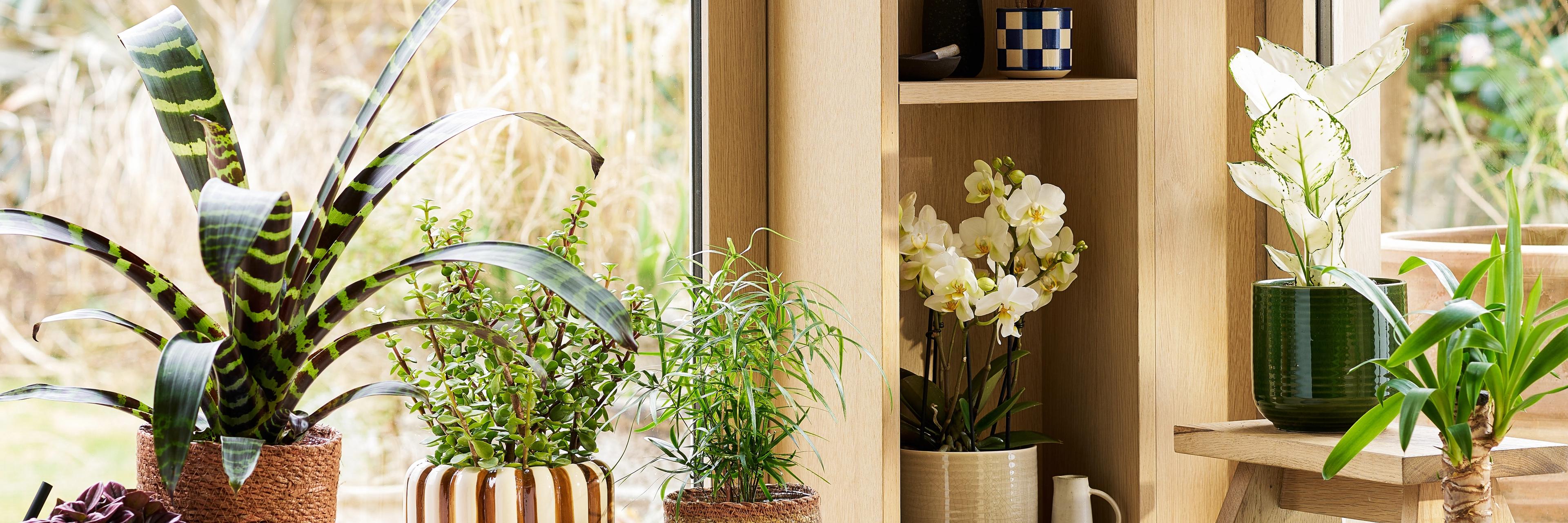 Patch Plants Friend and Family Discount