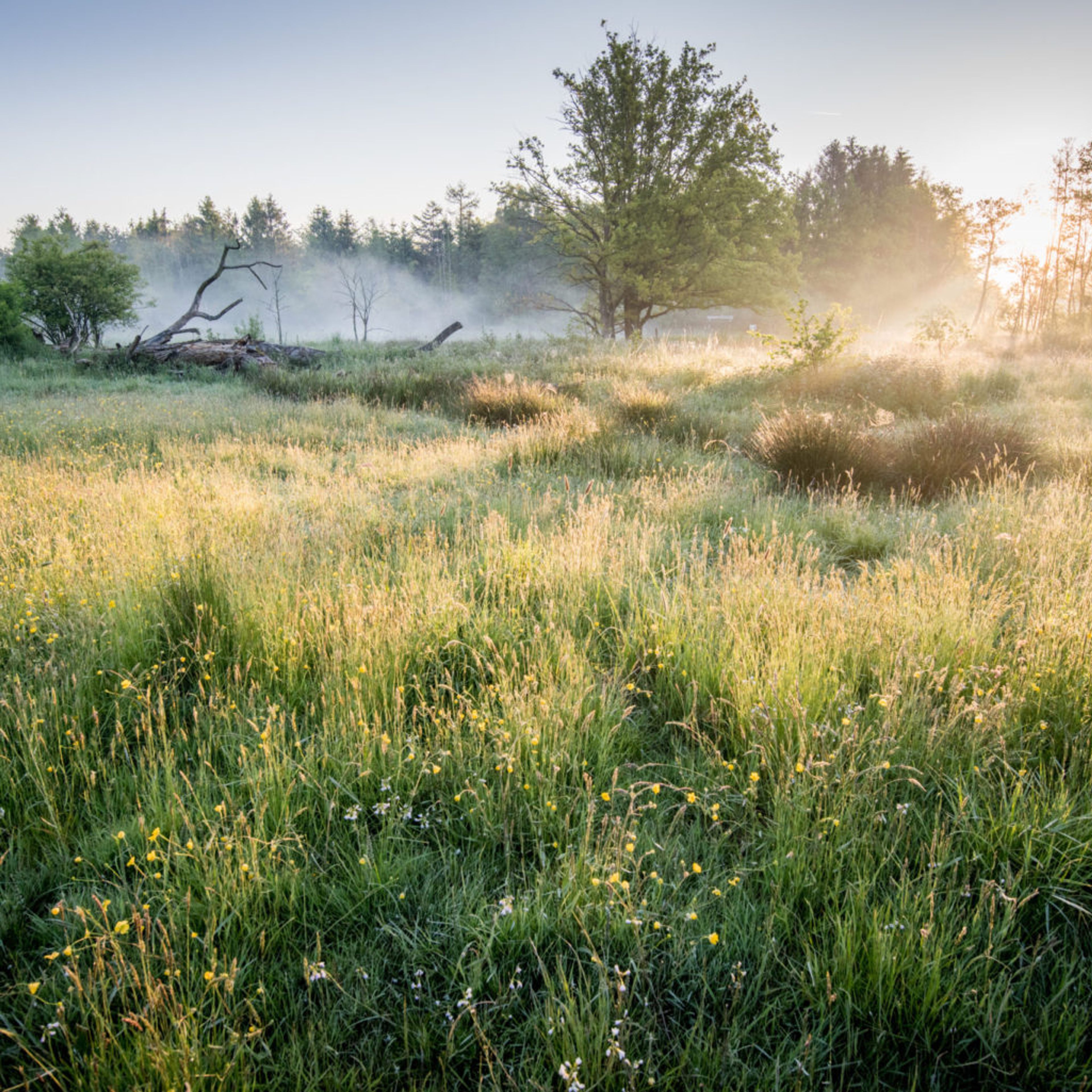 Rewild Things with Elmore Court