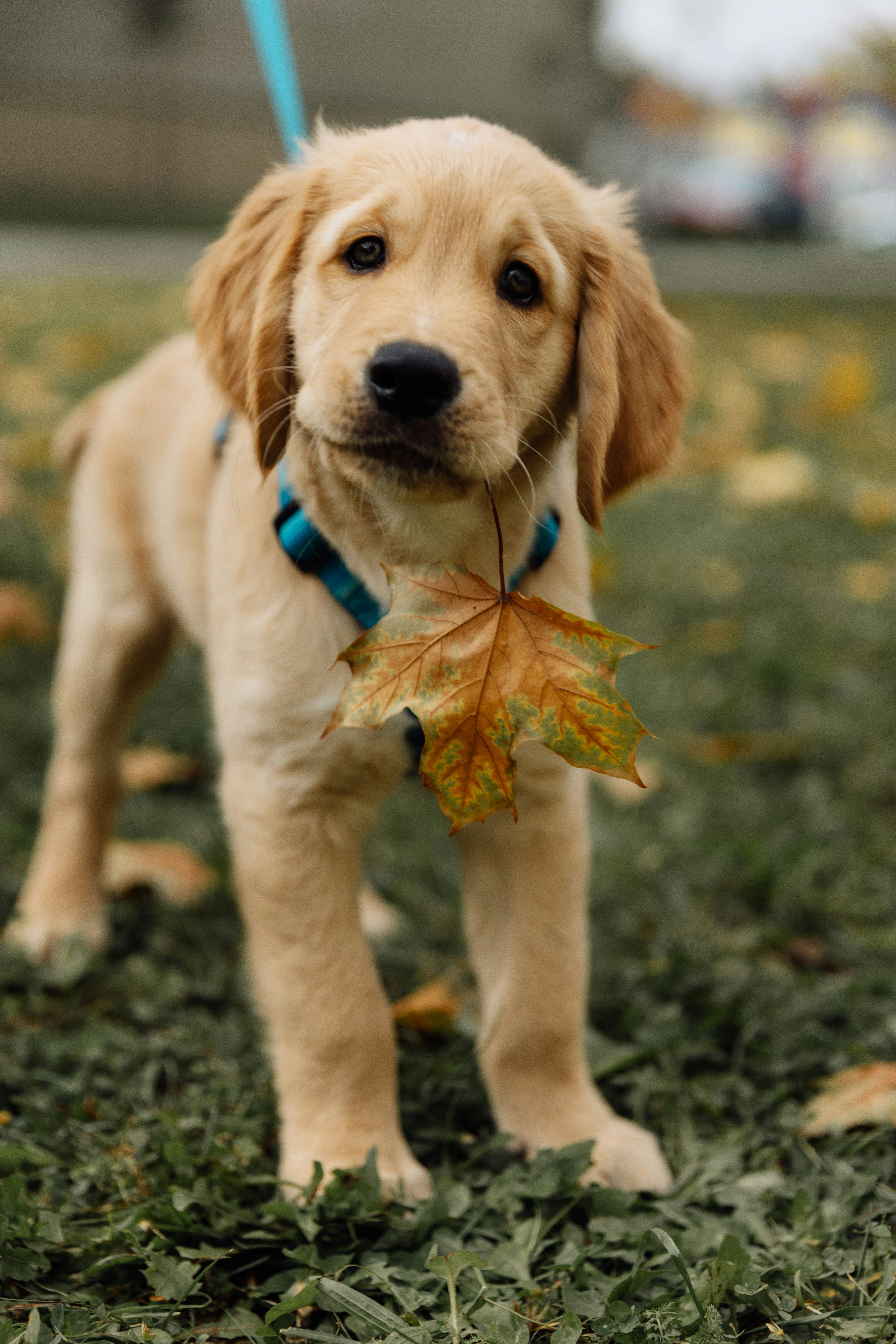 Helping in the Age UK Community Garden
