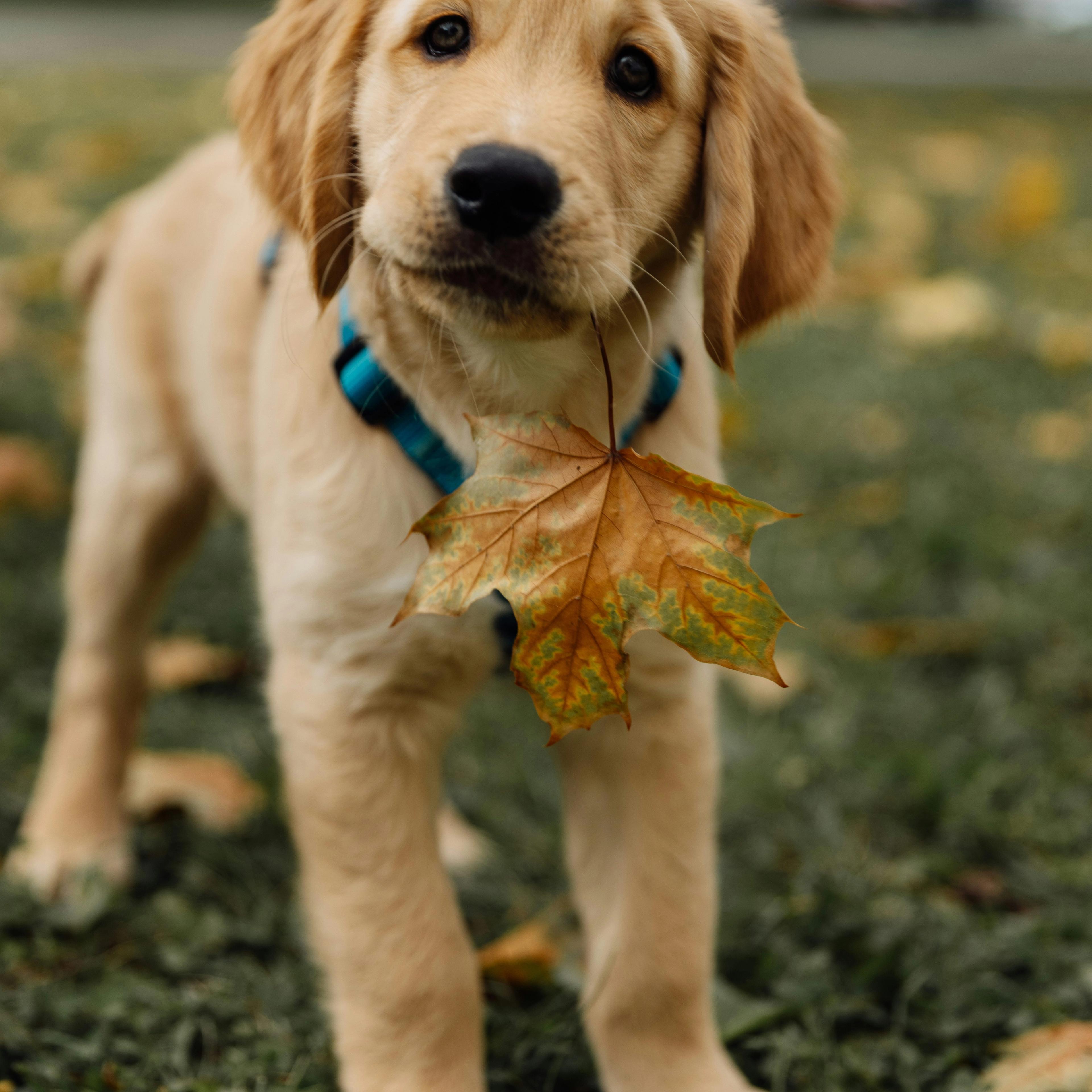 Helping in the Age UK Community Garden