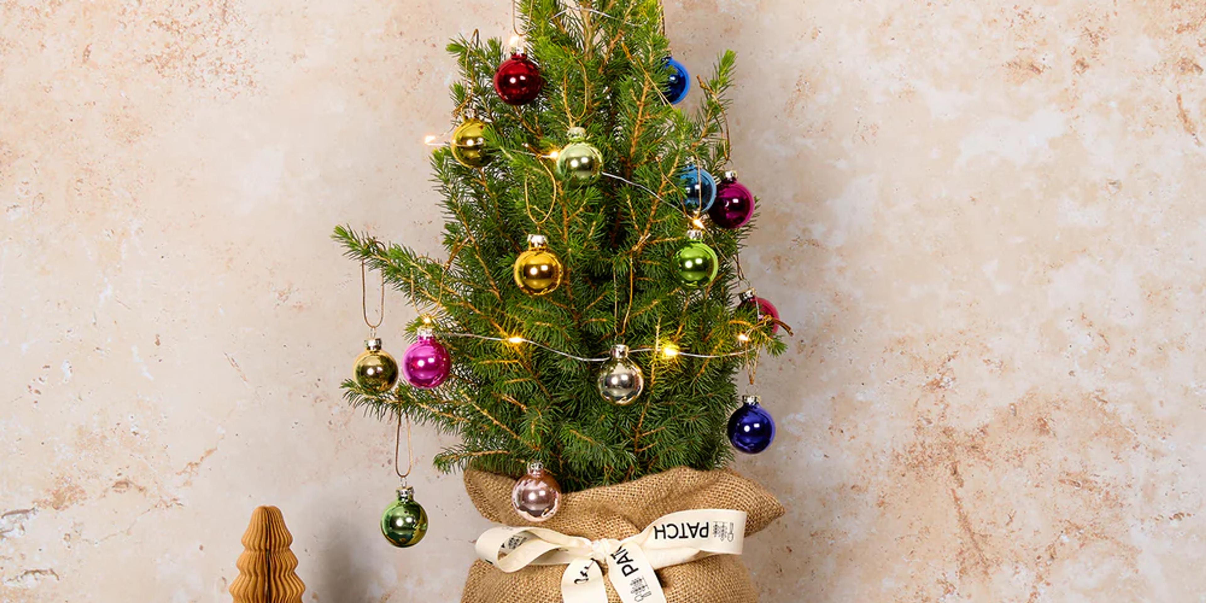 Patch Plants Festive Gift