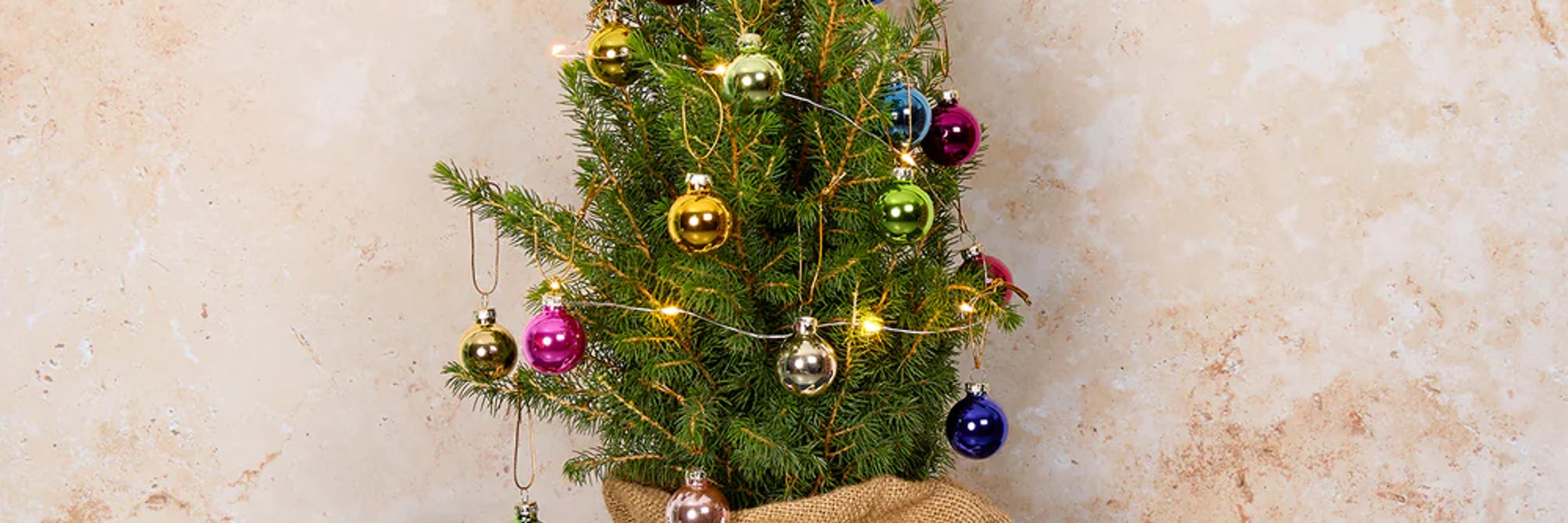 Patch Plants Festive Gift