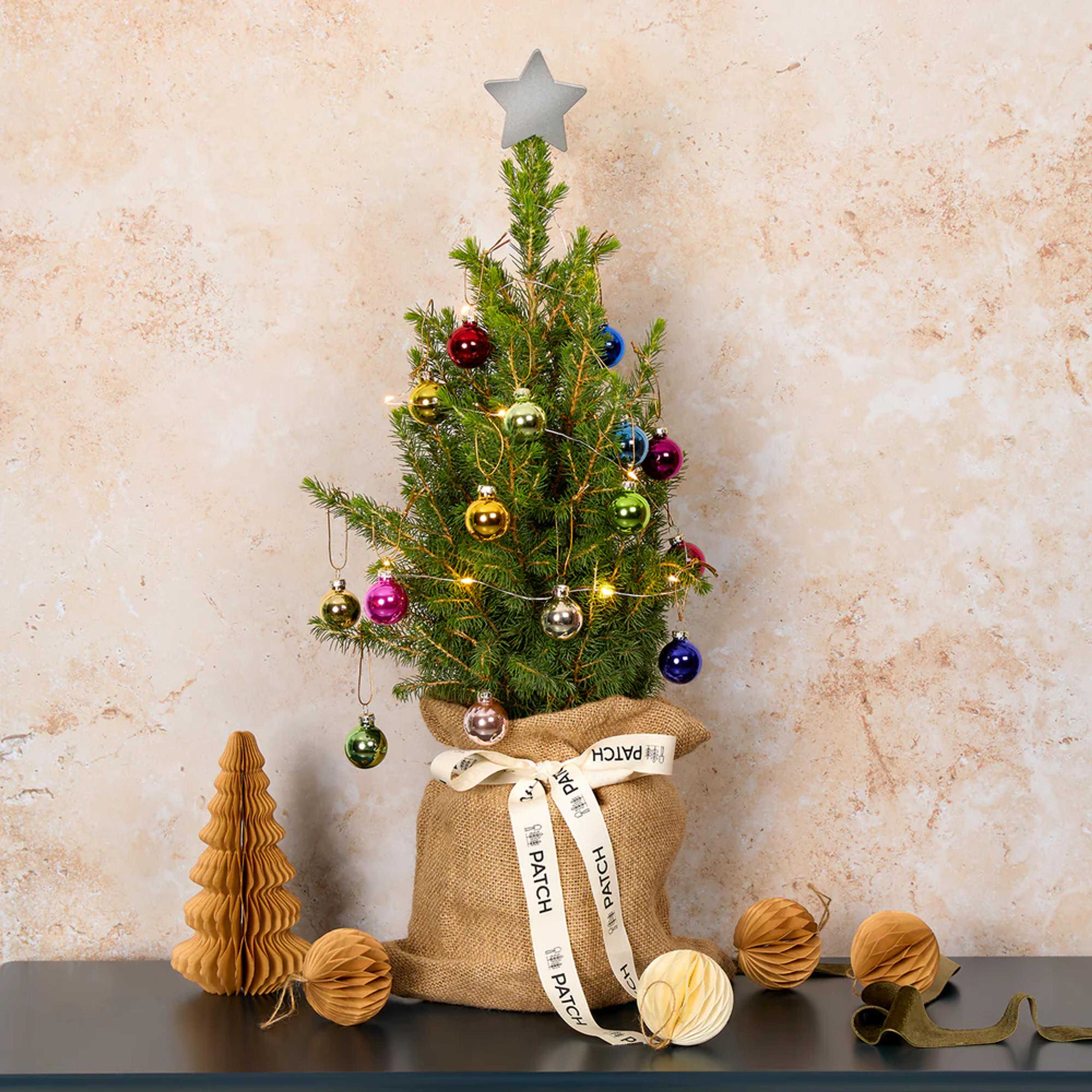 Patch Plants Festive Gift