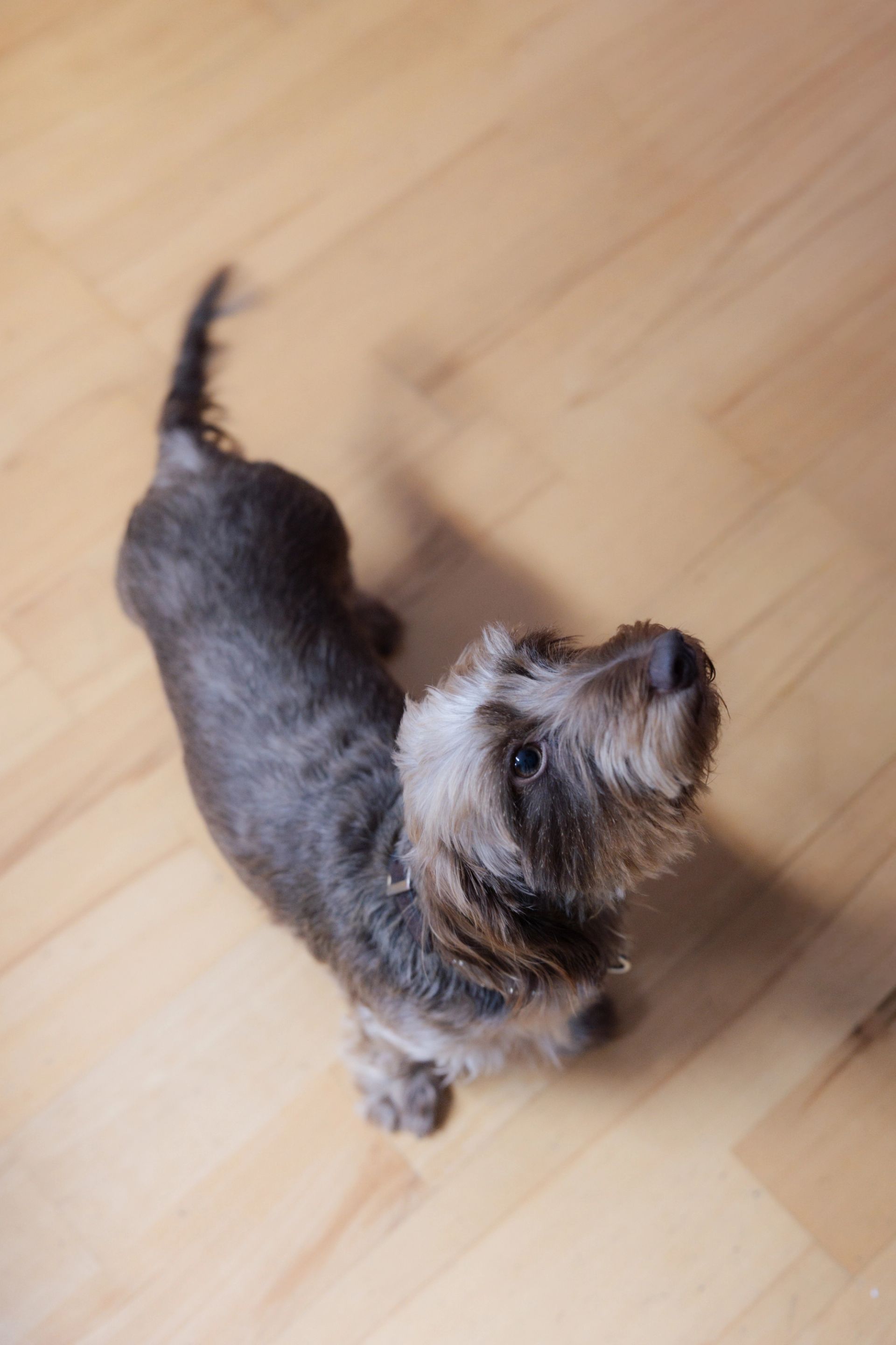 Der Kanzleihund