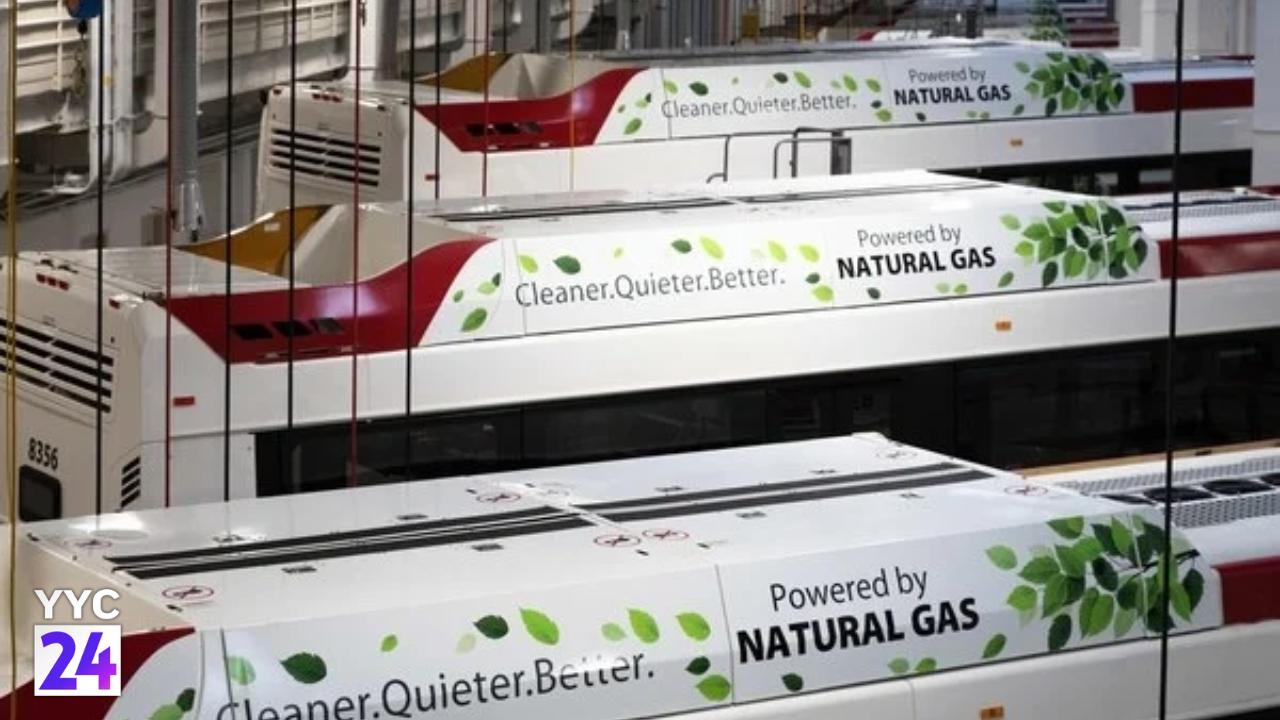 File image of several Calgary Transit buses with natural gas equipment on their roofs and YYC24 branding. Not an image from the October 15 collision.