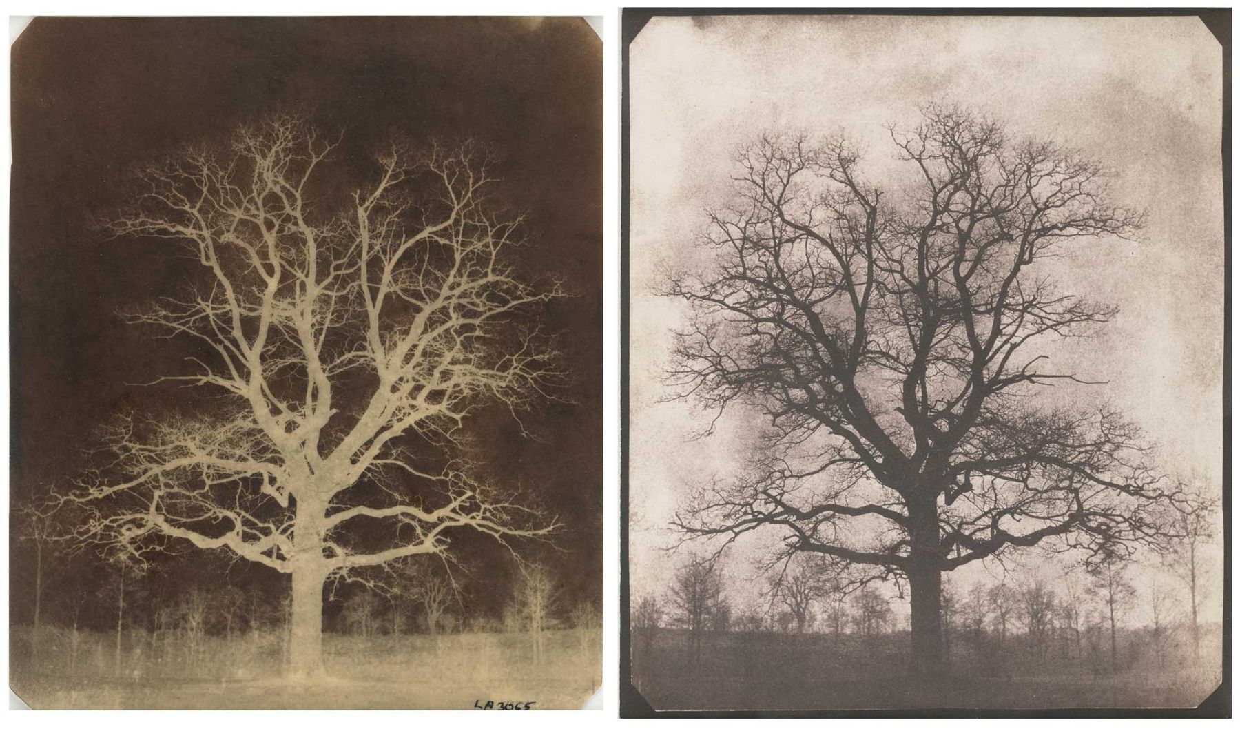 Talbot Calotype