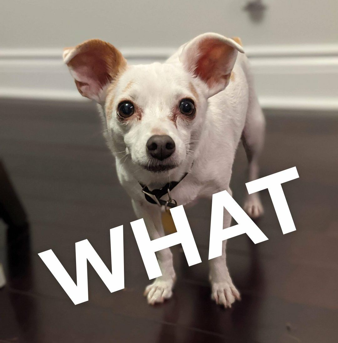 small dog with incredulous expression, text "WHAT"