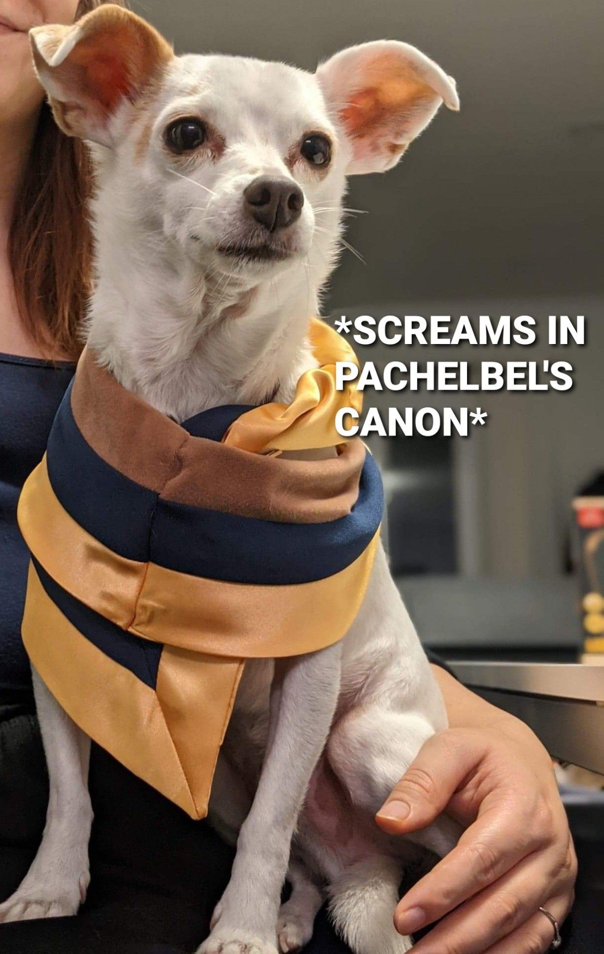 Small dog in academic garb, sitting, with text overlay, "*SCREAMS IN PACHEBEL