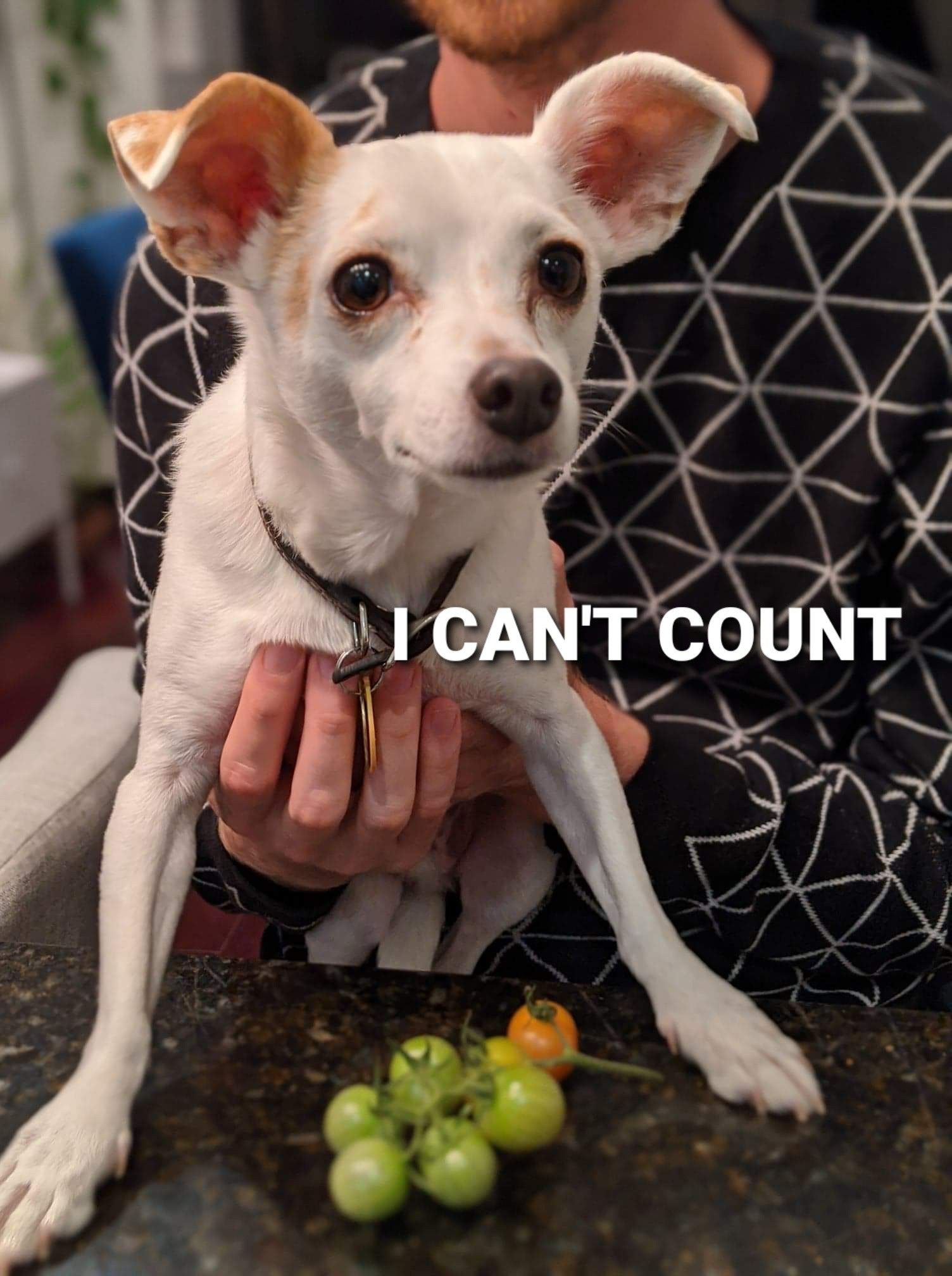 small dog with worried expression stands over bunch of tomatoes, overlayed with text, "I CAN