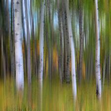 An abstract photograph of aspen trees from Kananaskis