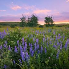 A field of wild lupine and other prairie vegetation at sunset