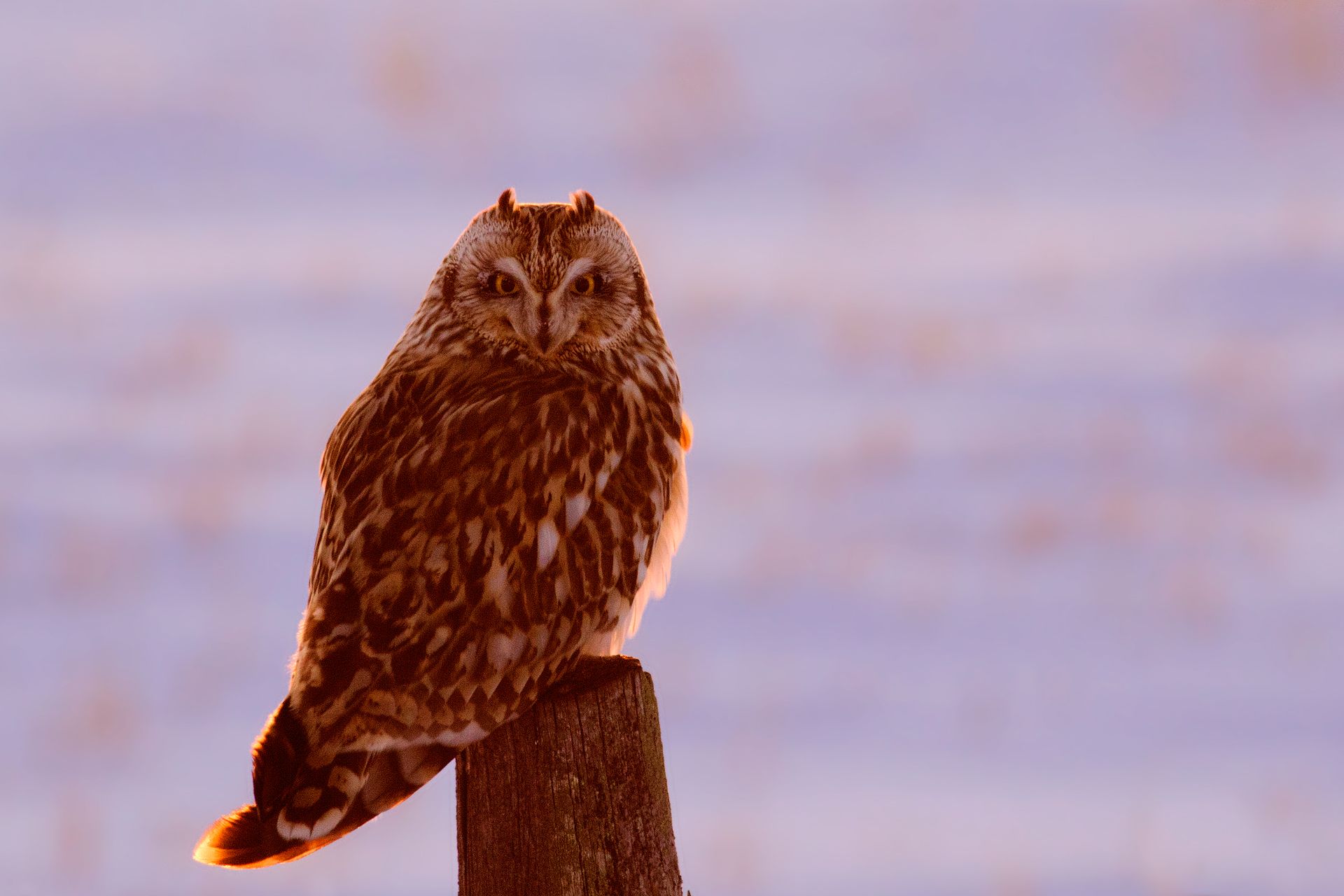 A picture of a short eared owl taken at dusk in Alberta