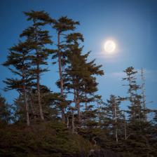 A picture of the full moon framed by trees taken near Tofino BC