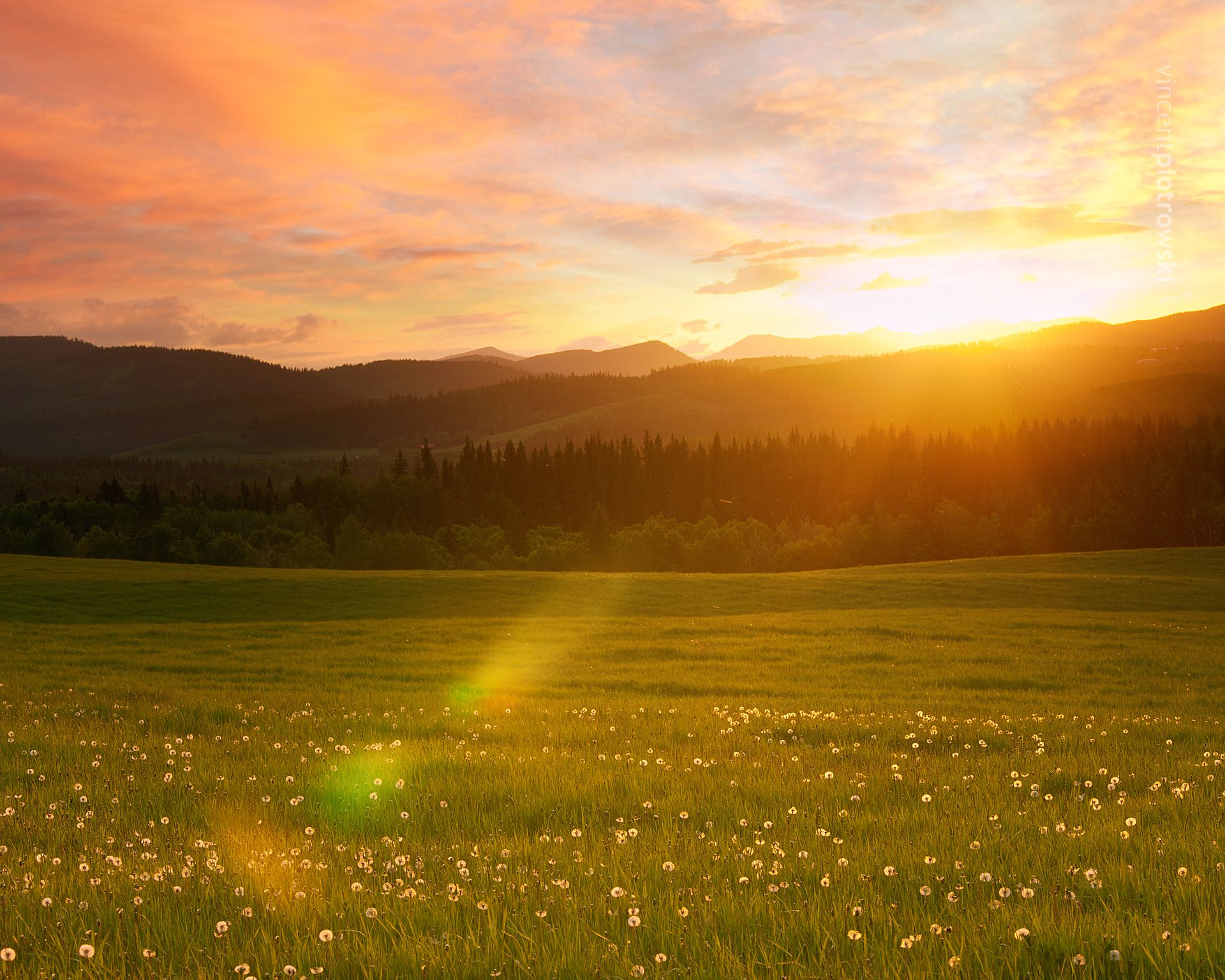 Lens flare over a field of dandelions taken over foothills at sunset