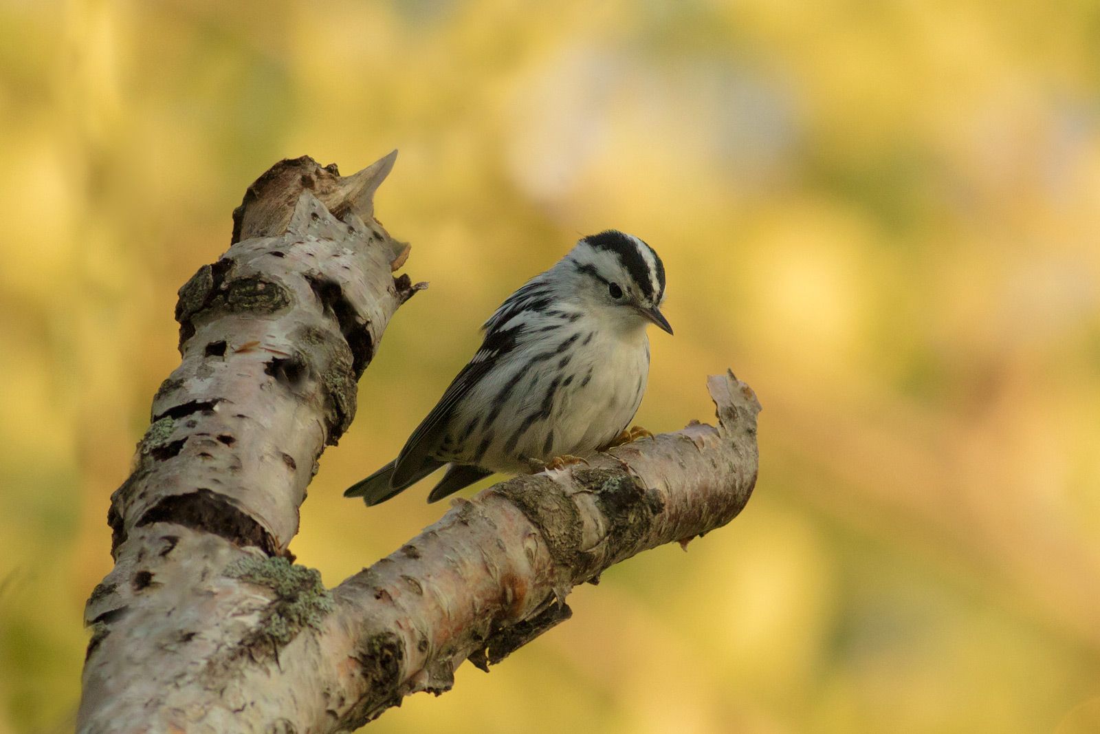 A black and white warbler perched on a branch