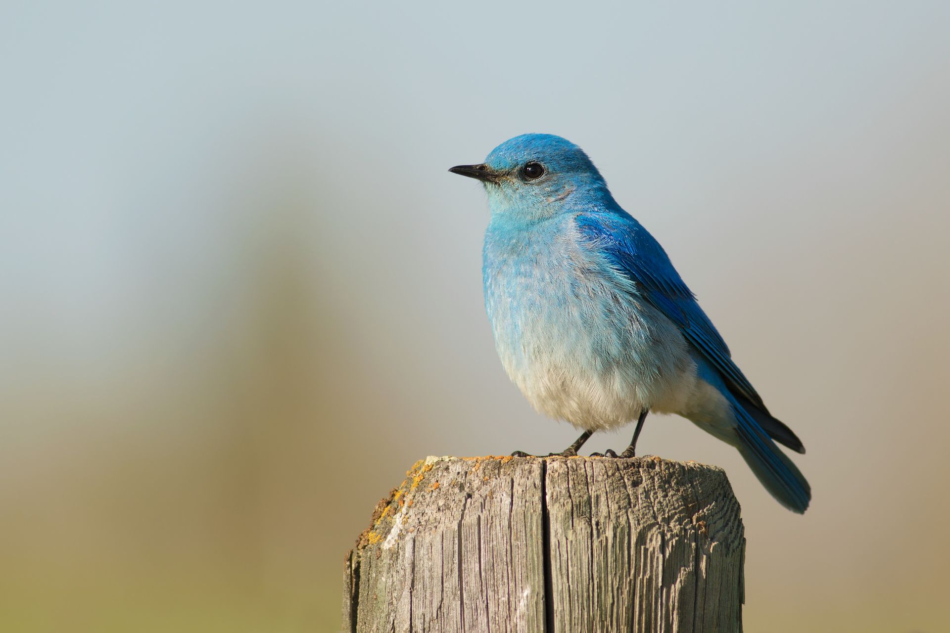 A picture of a mountain bluebird perched on a fence pole