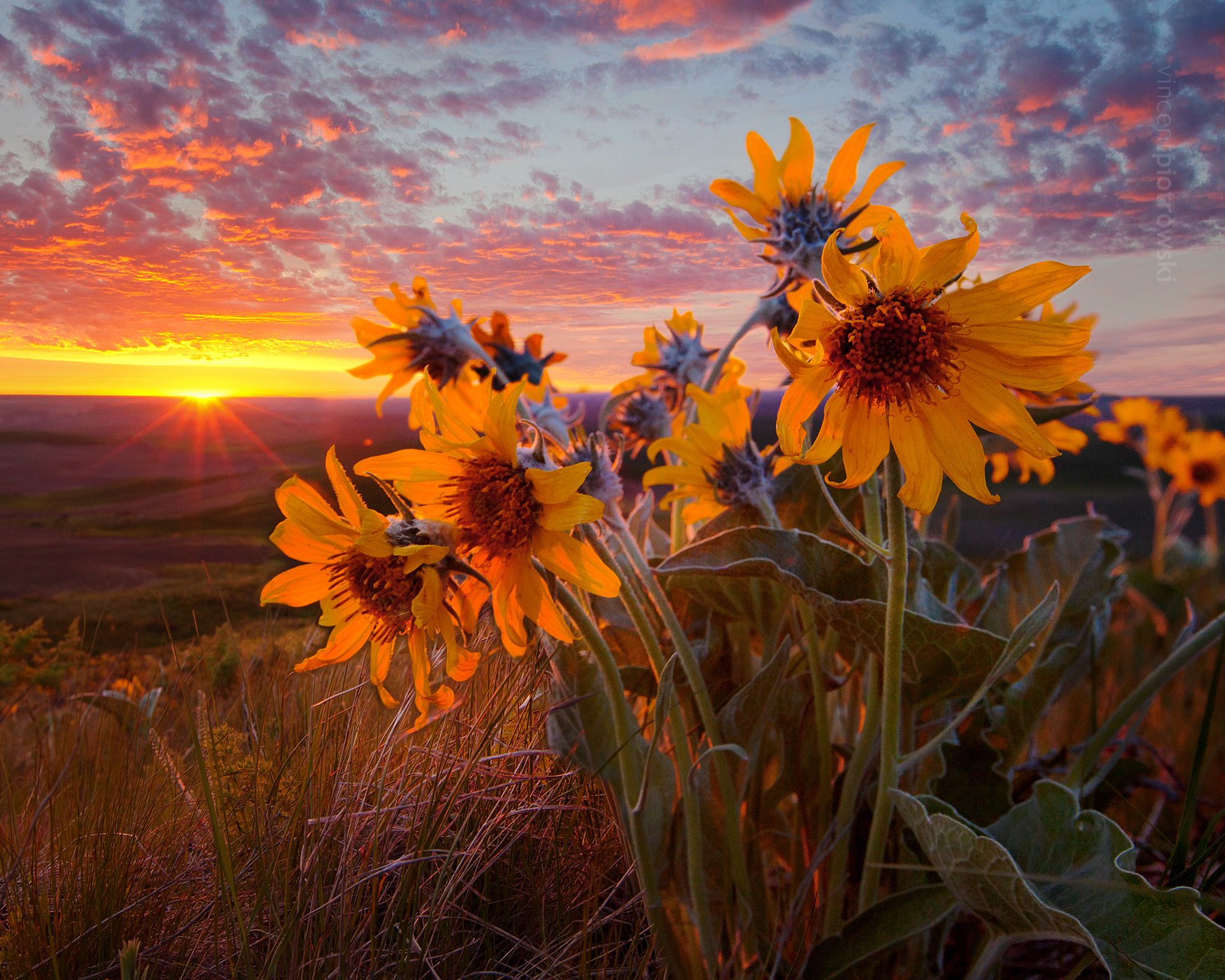 Wild flowers in the foreground of a stunning sunset in Washington