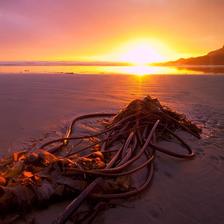 Bullwhip kelp from the Pacific Ocean captured near Tofino BC