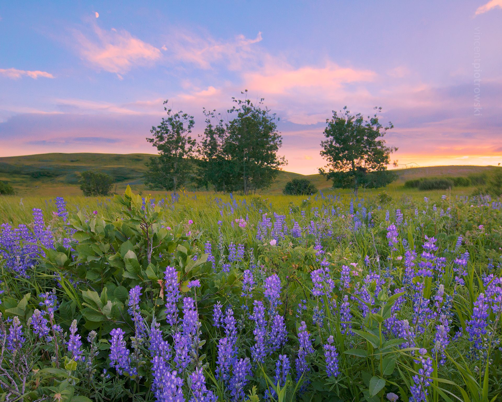A field of wild lupine and other prairie vegetation at sunset